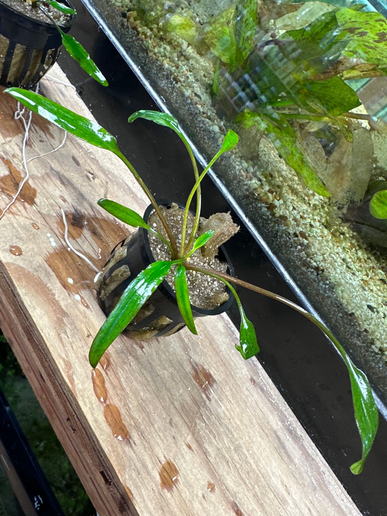 CRYPTOCORYNE LUTEA