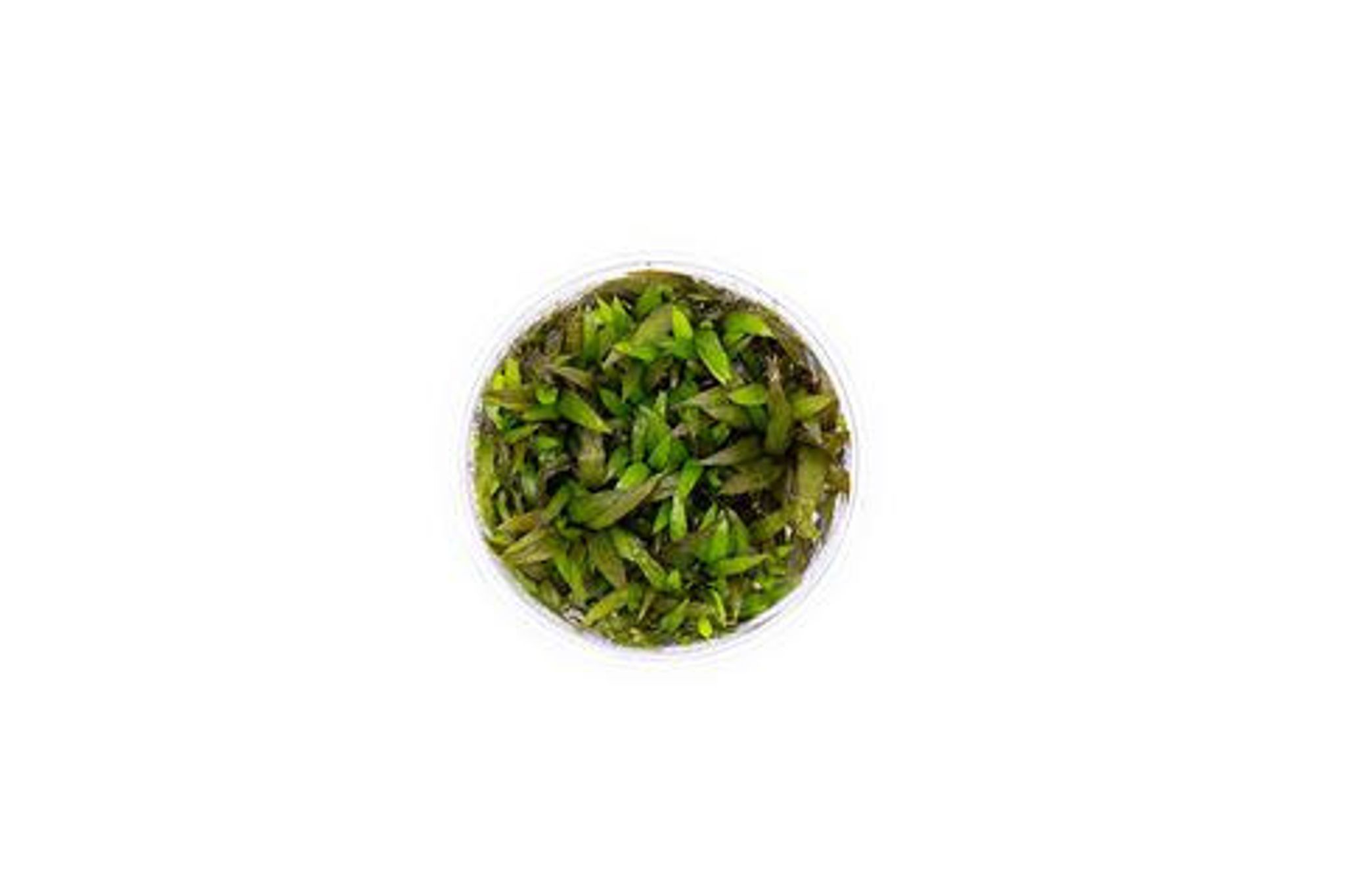 CRYPTOCORYNE MIOYA