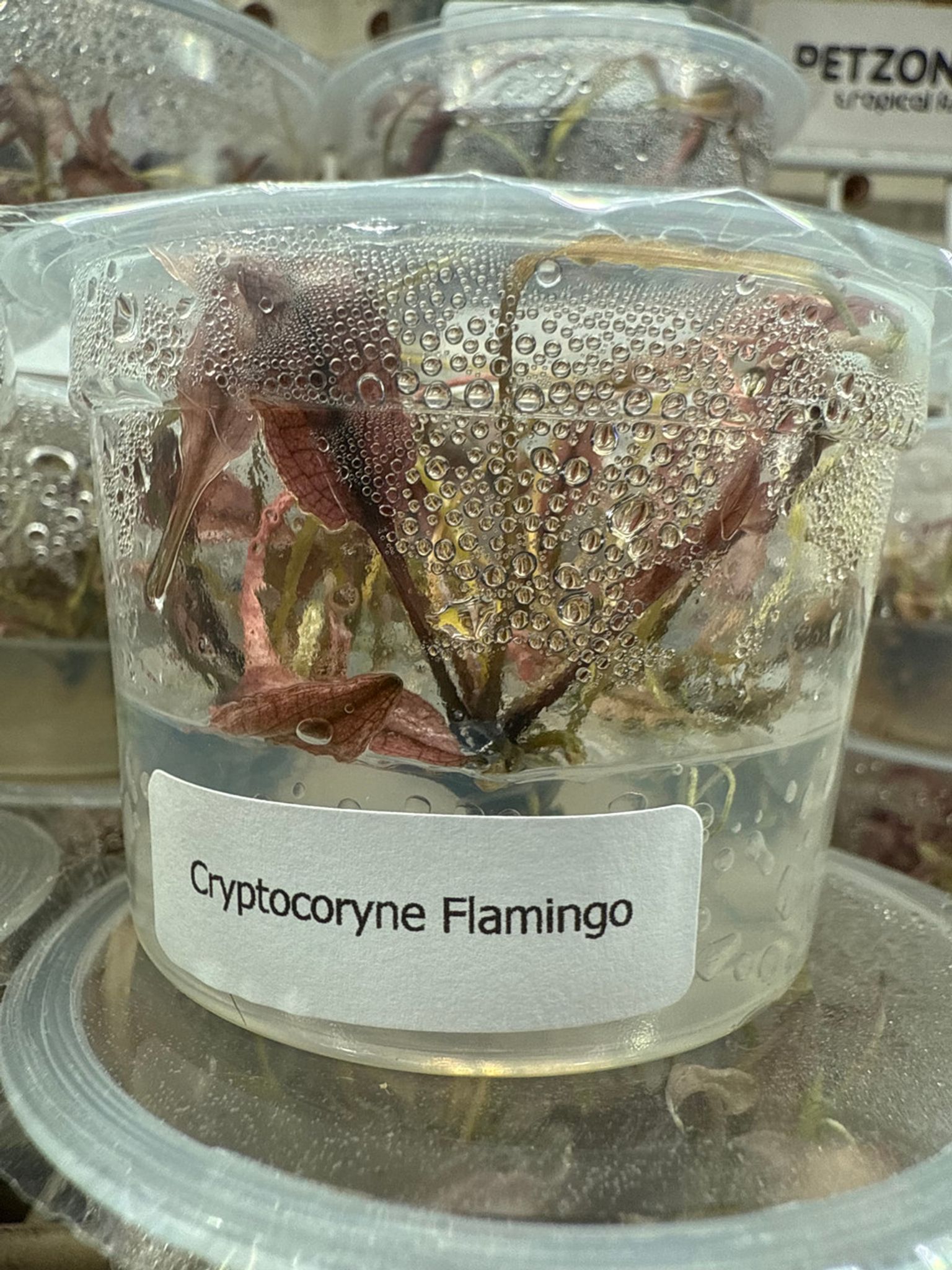 Cryptocoryne Pink Flamingo TC
