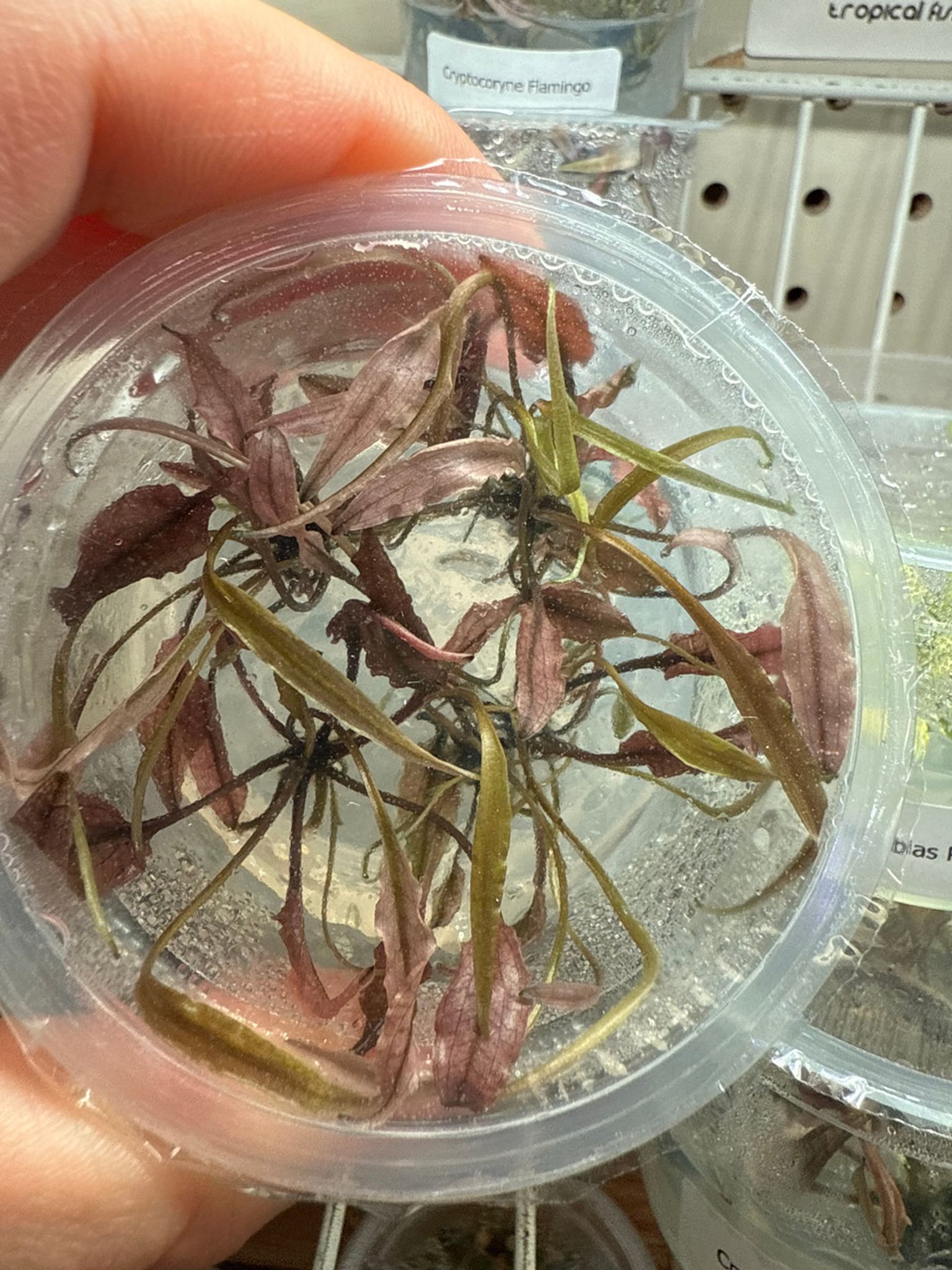 Cryptocoryne Pink Flamingo TC