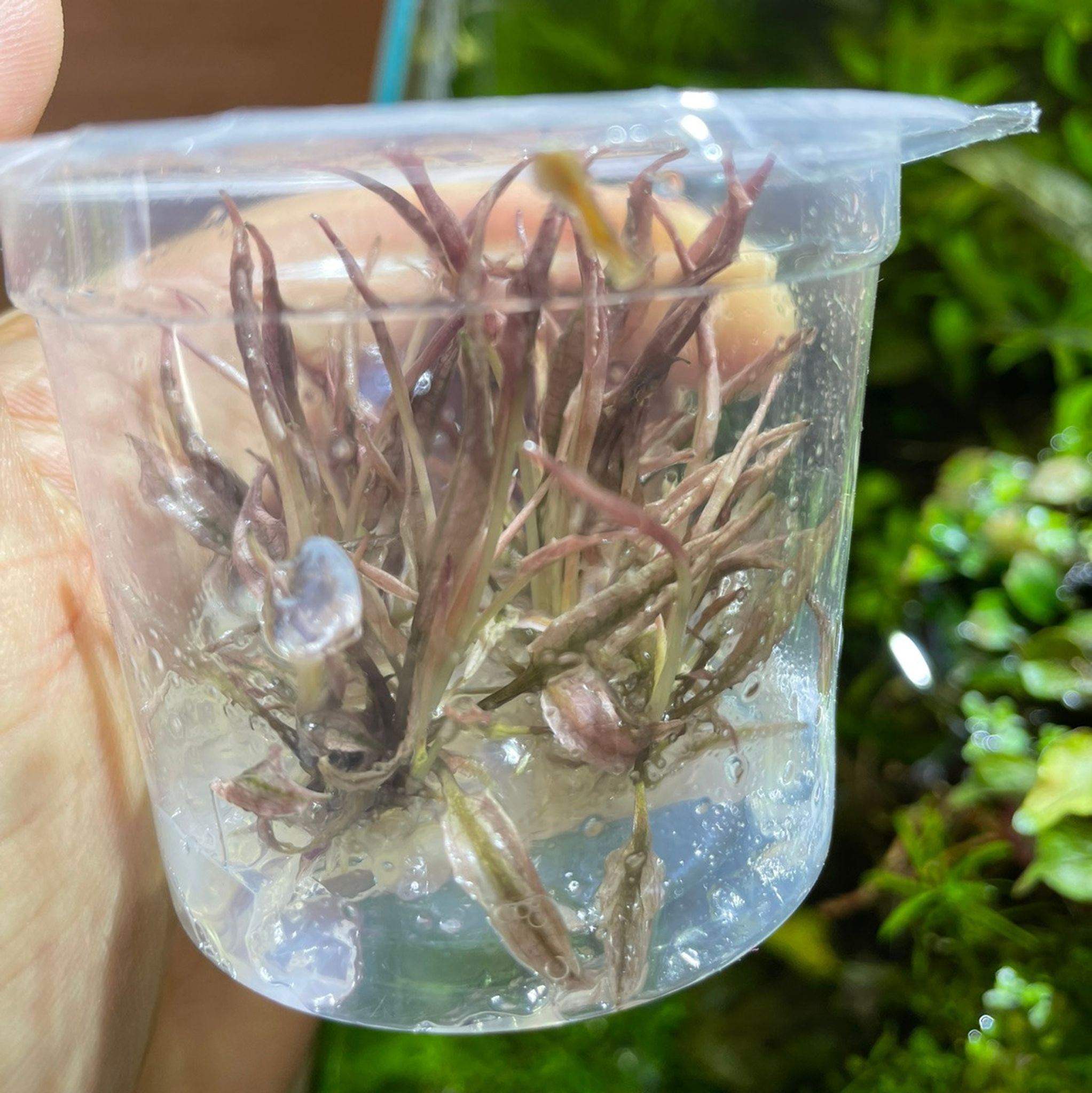 Cryptocoryne Pink Flamingo Tissue Culture