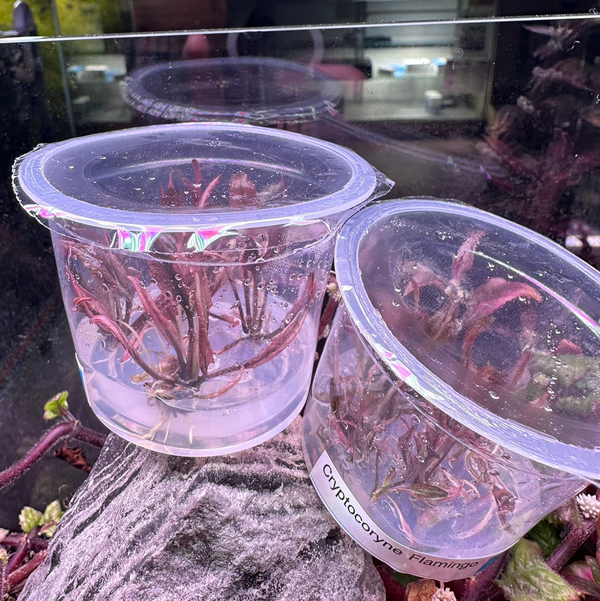 Cryptocoryne Pink Flamingo Tissue Culture