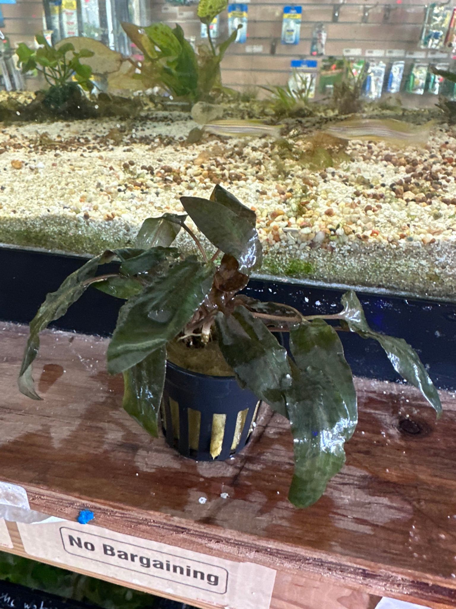 CRYPTOCORYNE TROPICA