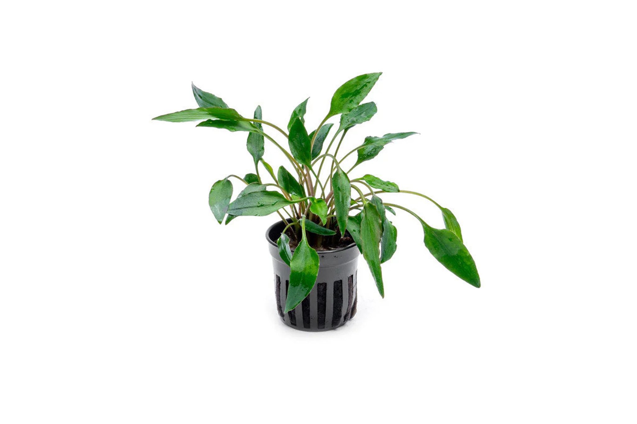 Cryptocoryne Undulata