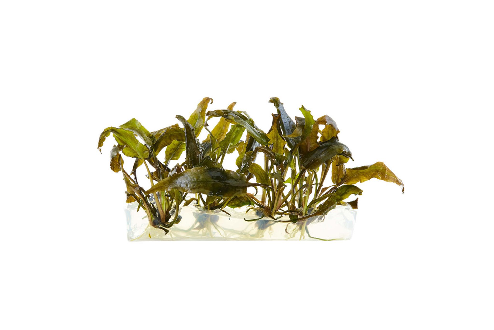 Cryptocoryne wendtii 'Bronze' – Bronze Crypt