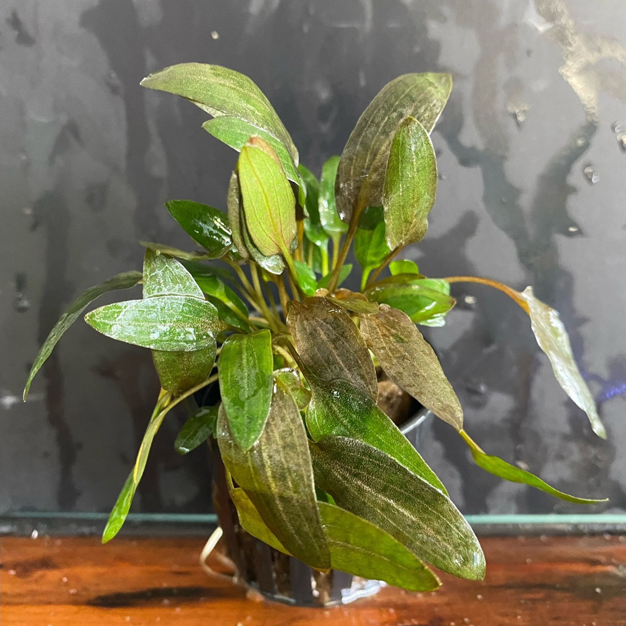 Cryptocoryne Wendtii Brown Indo