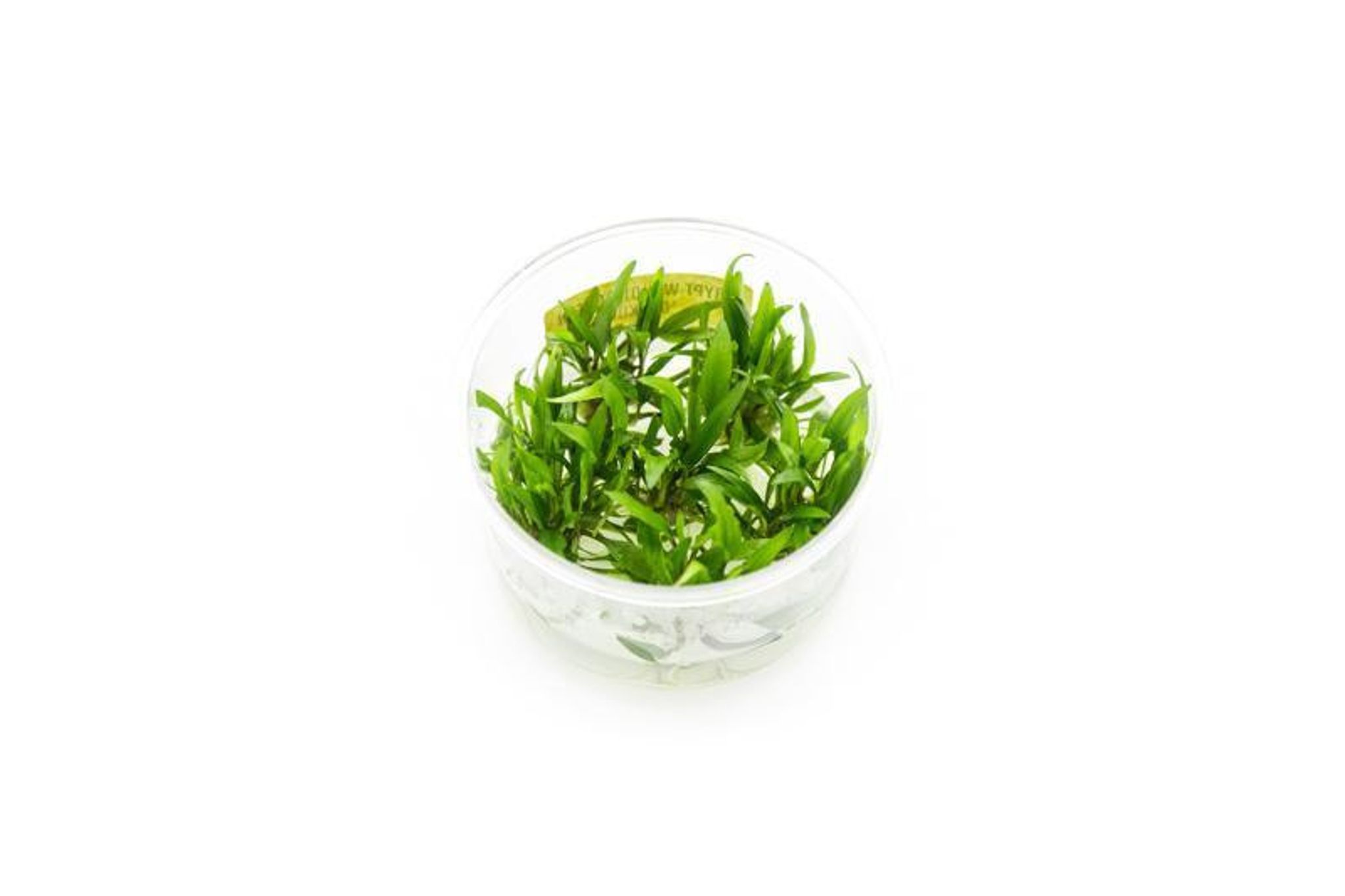 Cryptocoryne Wendtii Green Gecko UNS Tissue Culture