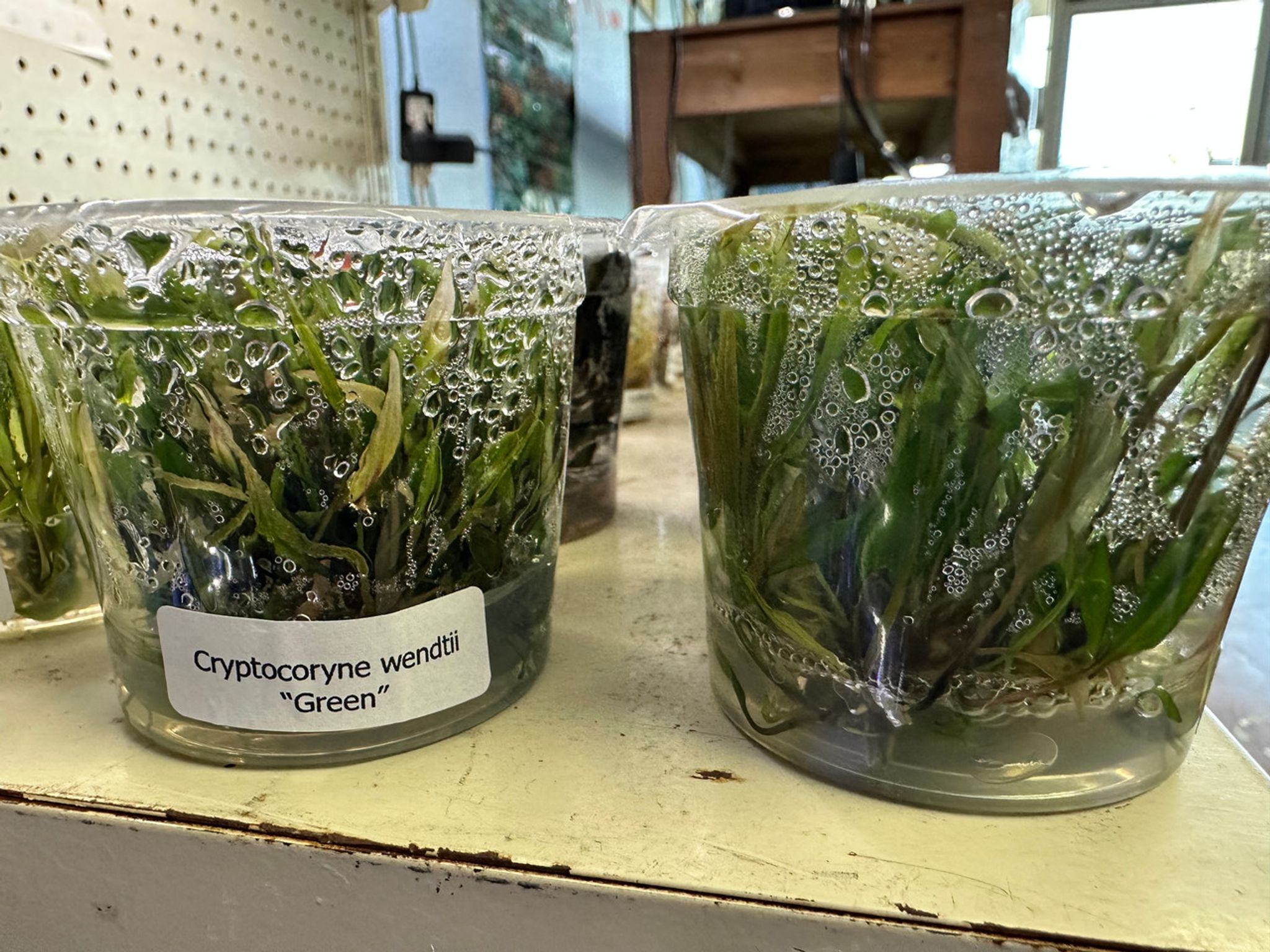 CRYPTOCORYNE WENDTII "GREEN"