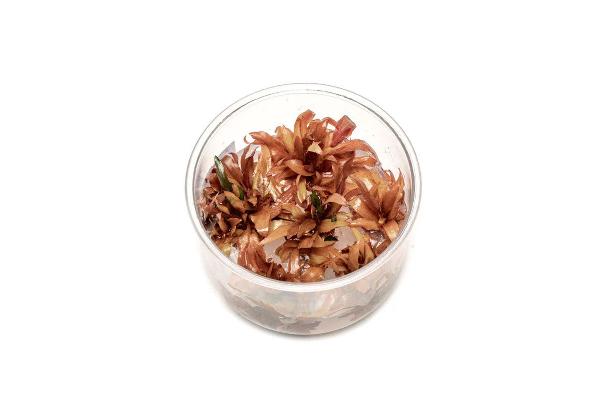 Cryptocoryne Wendtii Sindoor UNS Tissue Culture
