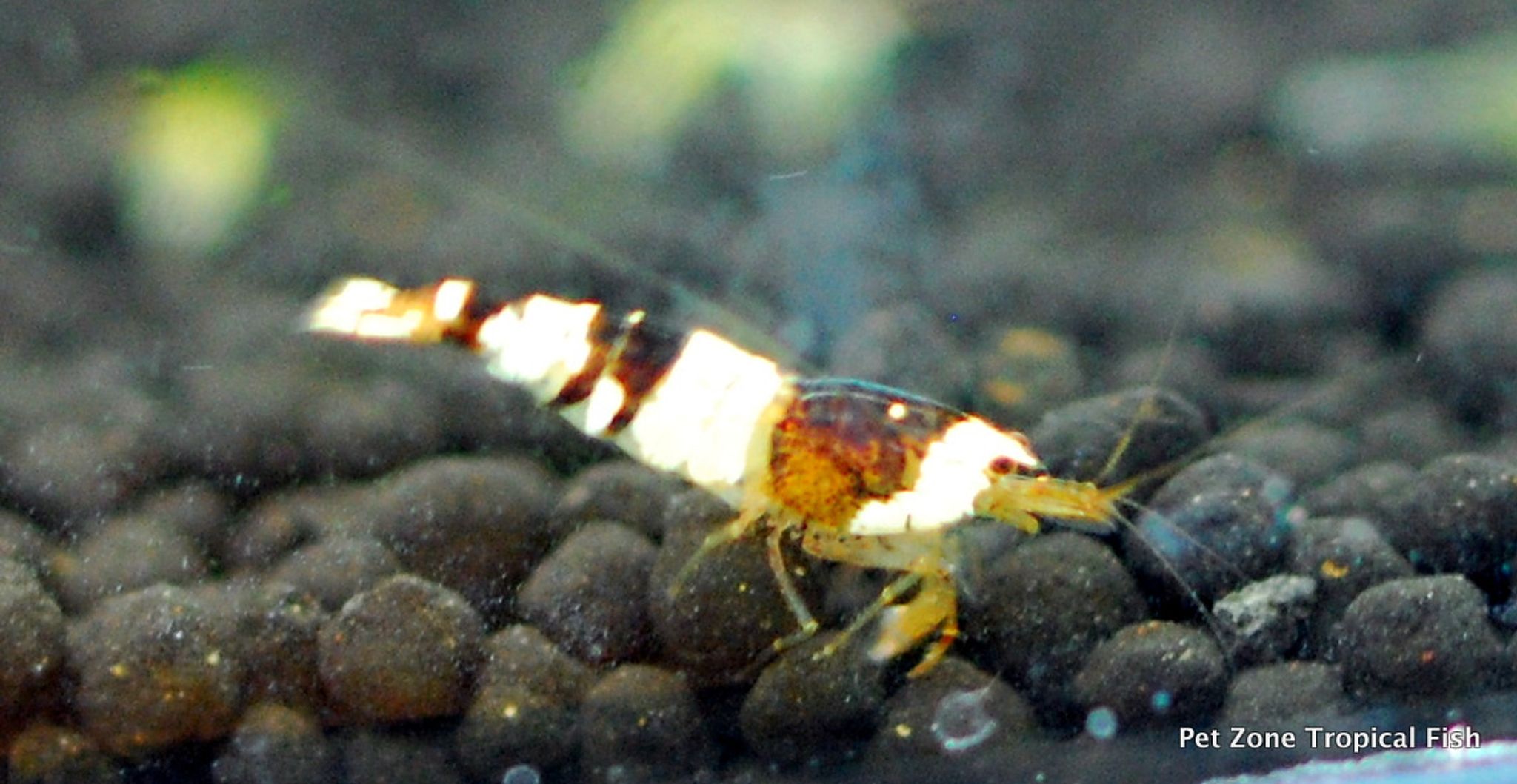 Crystal Black Shrimp (Bee Shrimp)