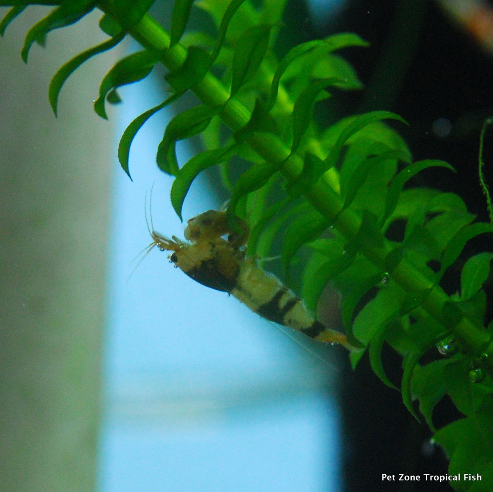 Crystal Black Shrimp (Bee Shrimp)