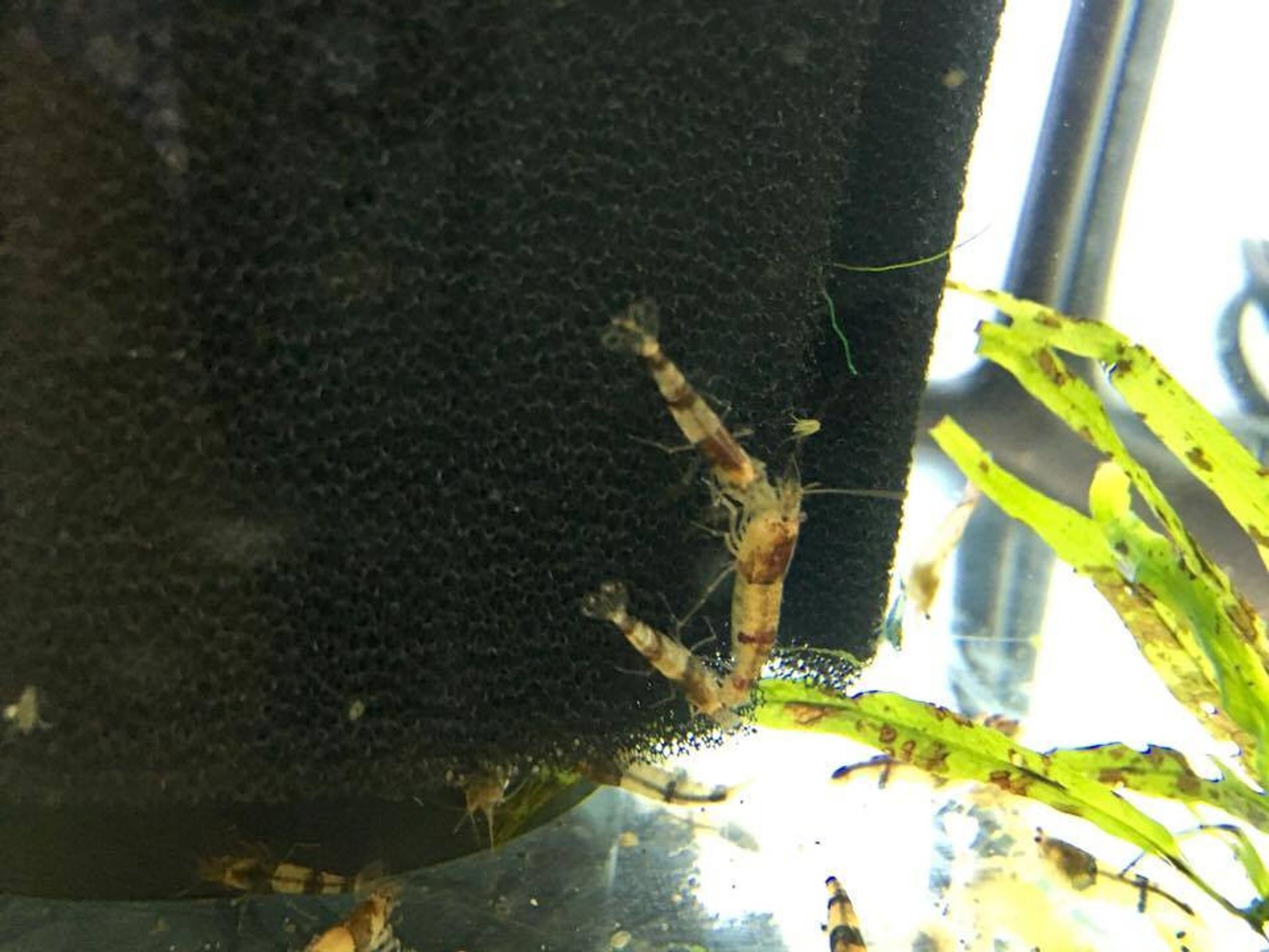 Crystal Black Shrimp (Bee Shrimp)