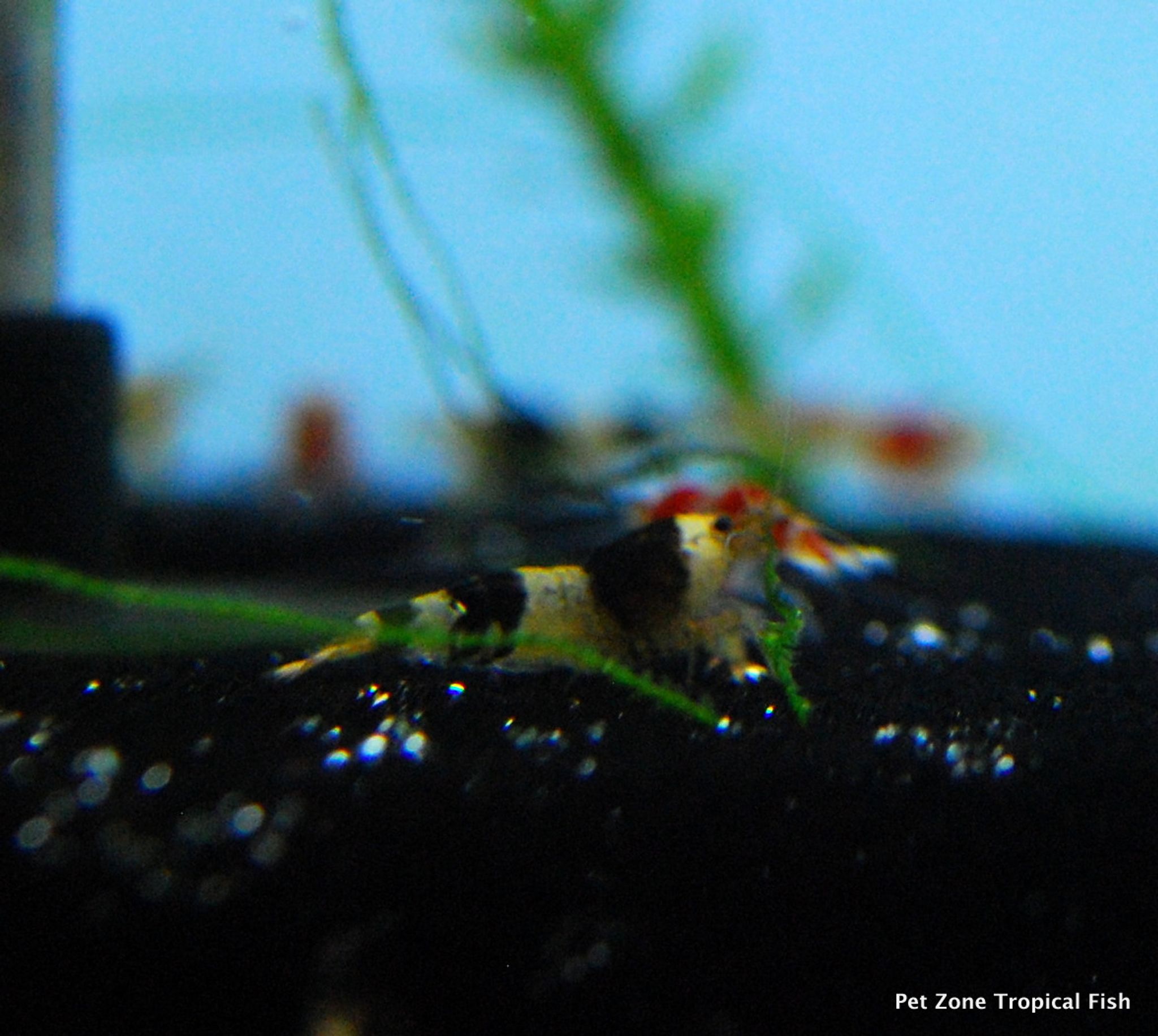Crystal Black Shrimp (Bee Shrimp)