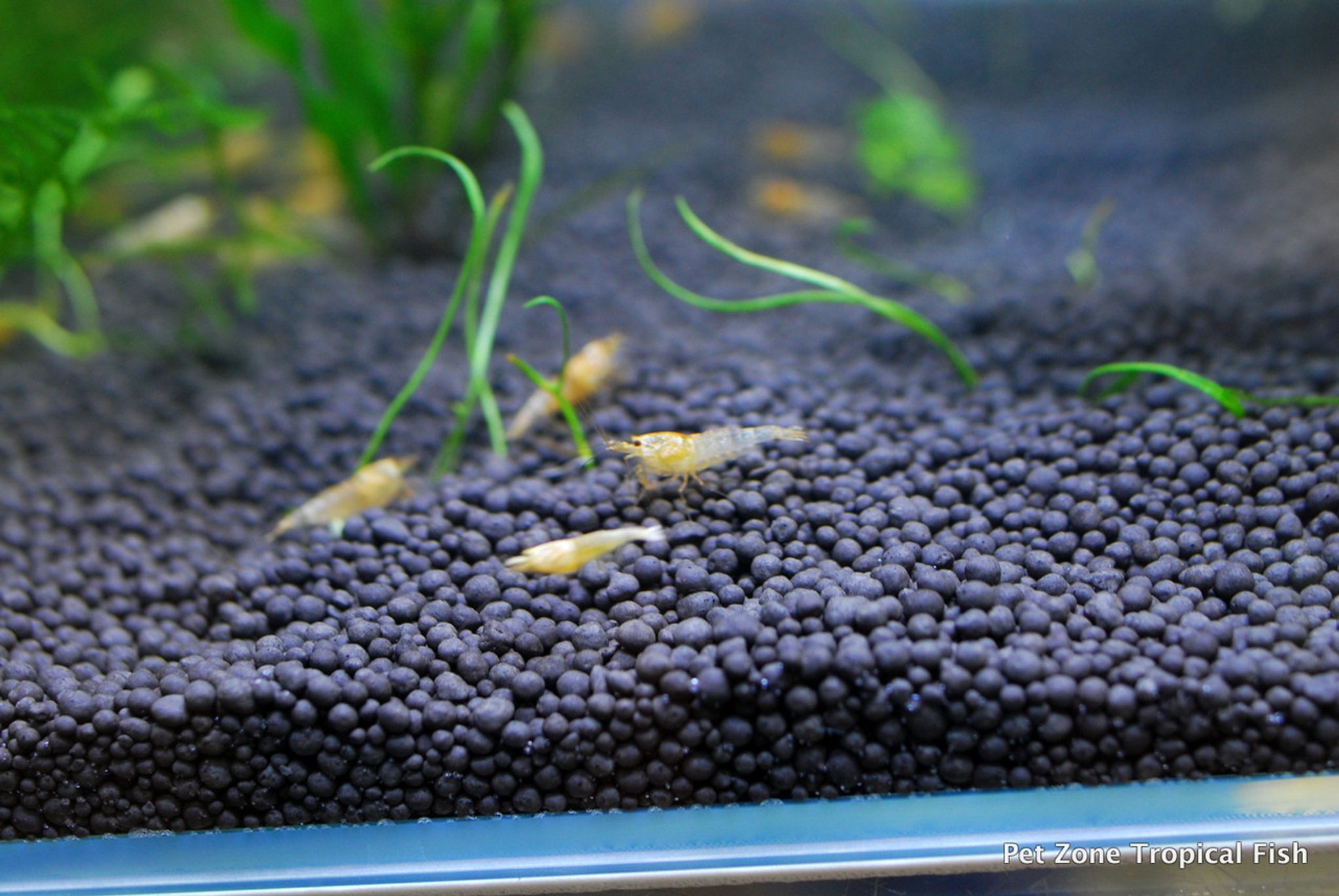 Crystal Golden Shrimp (Golden Bee Shrimp)