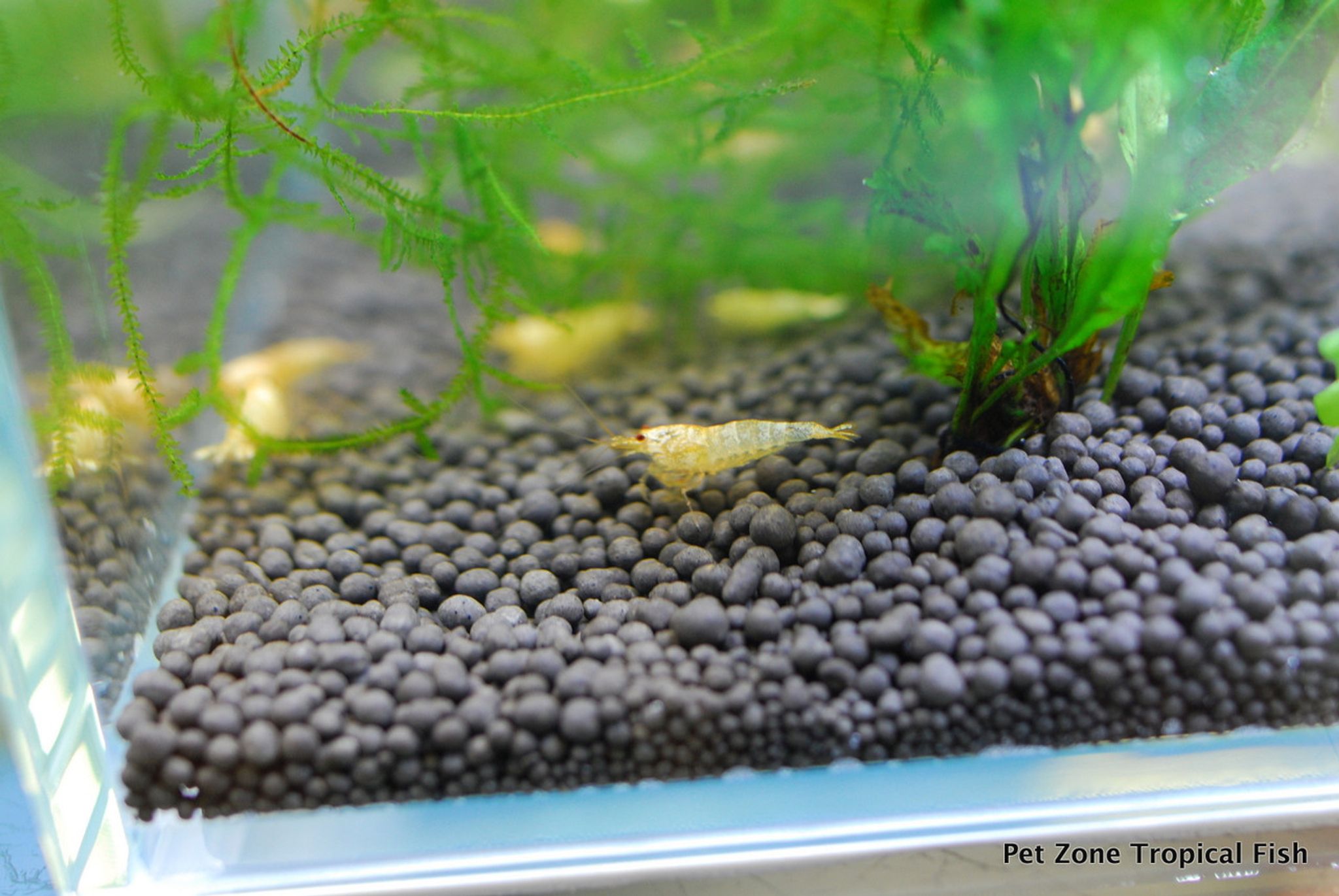 Crystal Golden Shrimp (Golden Bee Shrimp)