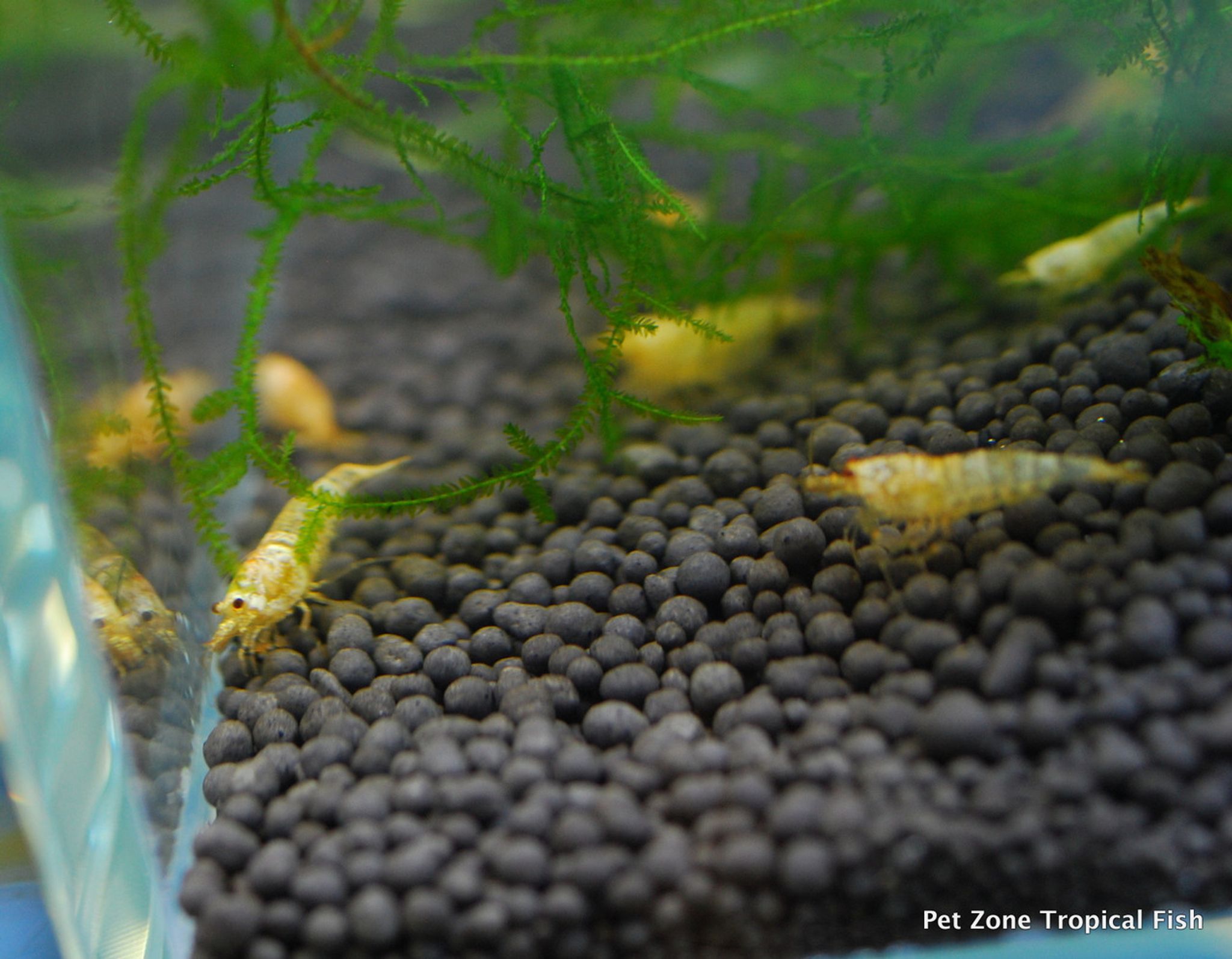 Crystal Golden Shrimp (Golden Bee Shrimp)