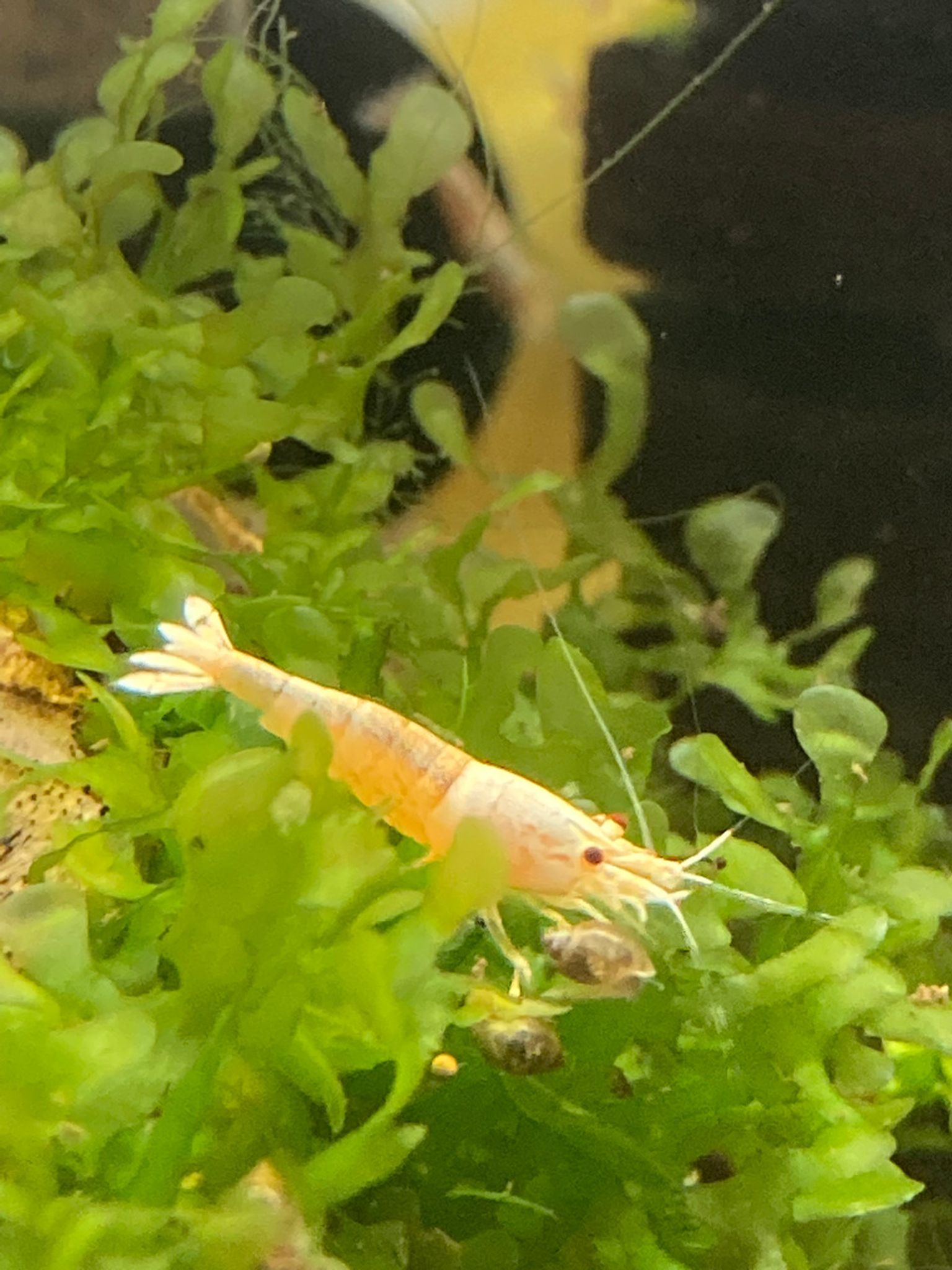 Crystal Golden Shrimp (Golden Bee Shrimp)