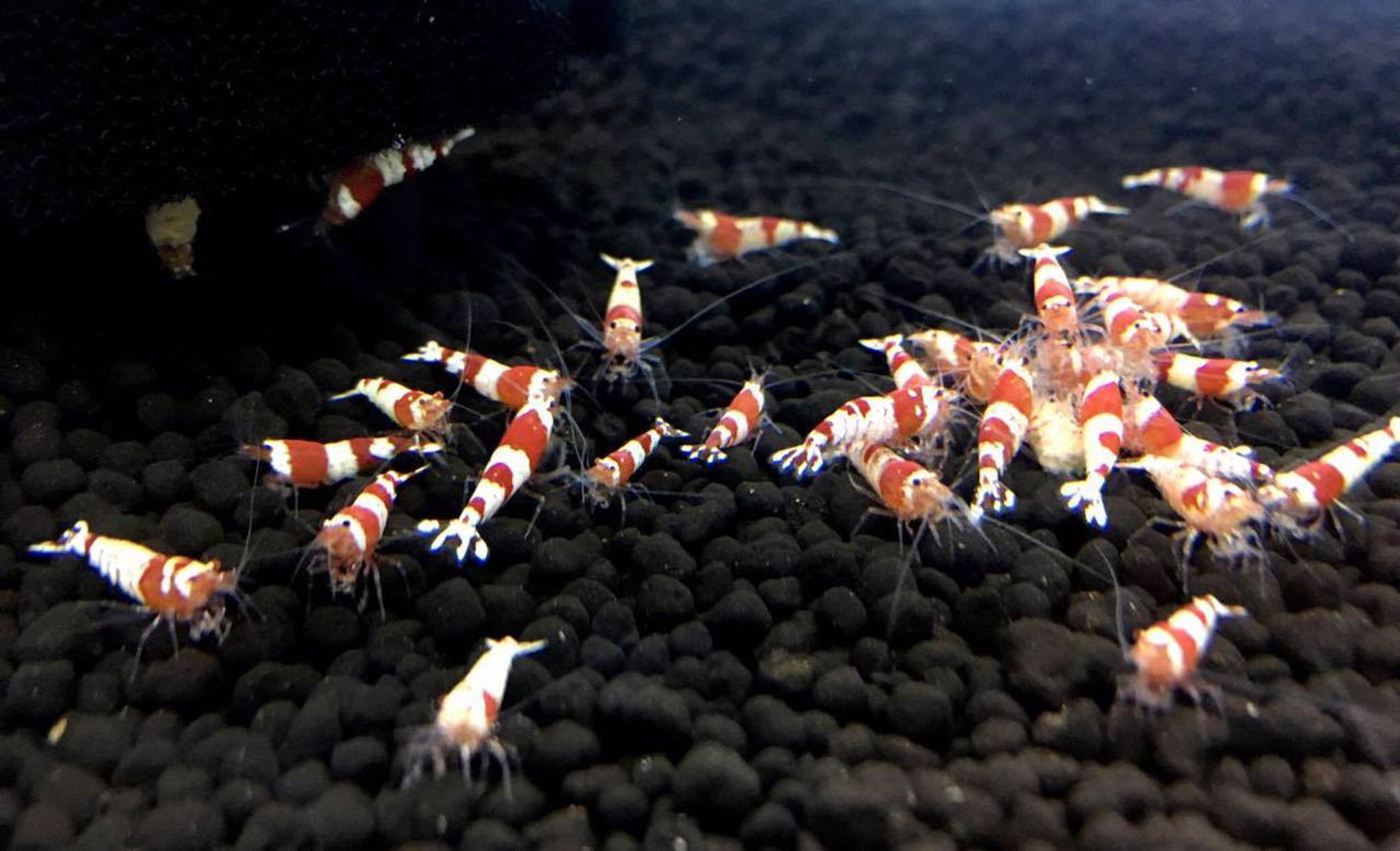 Crystal Red Shrimp