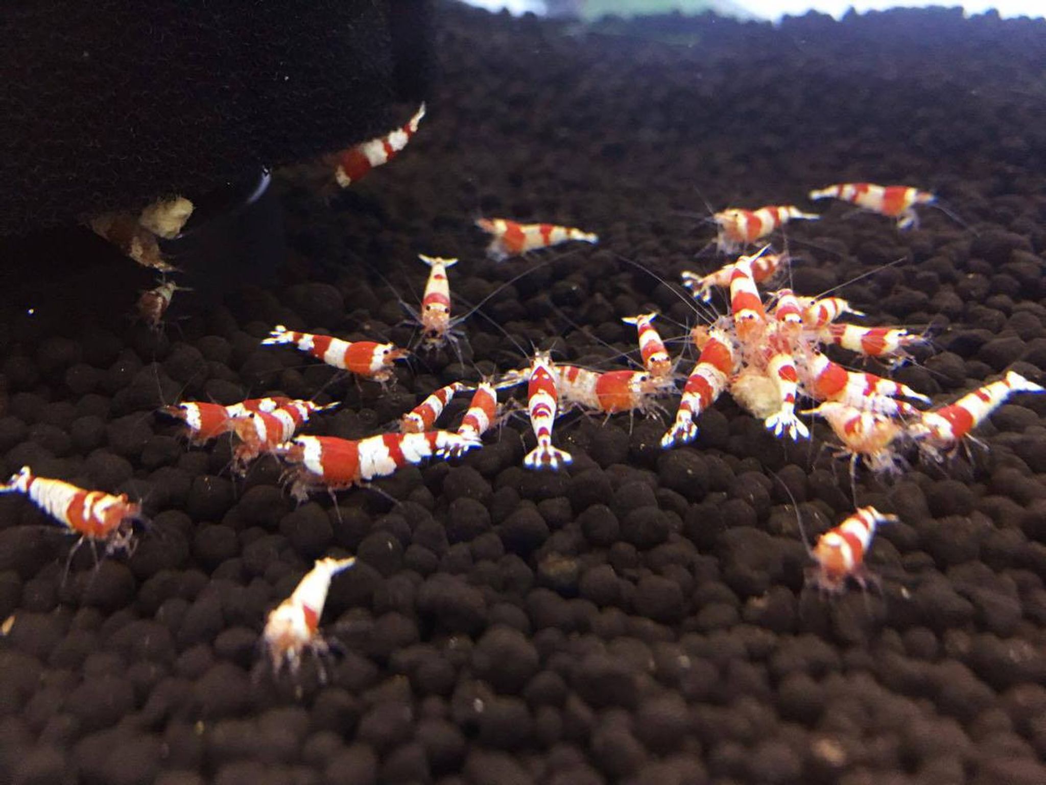 Crystal Red Shrimp