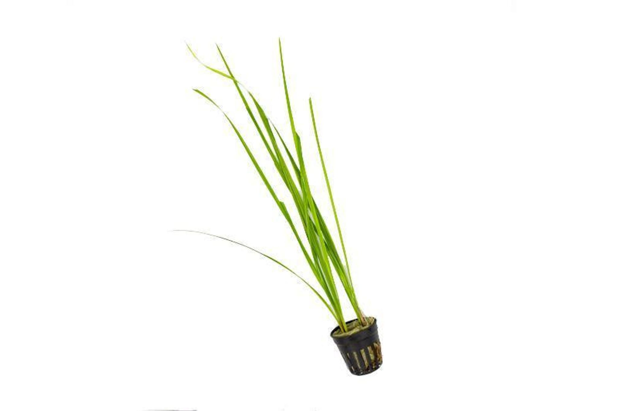 CYPERUS HELFERI Bunched