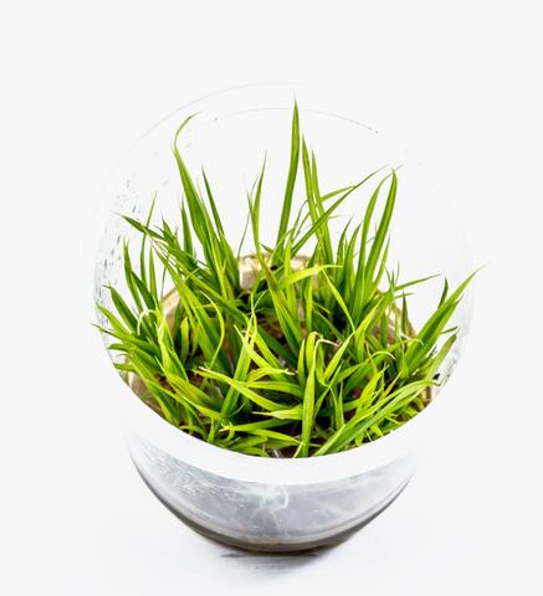 CYPERUS HELFERI