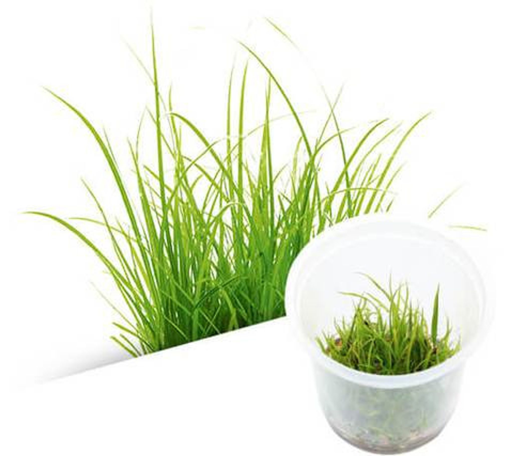 CYPERUS HELFERI
