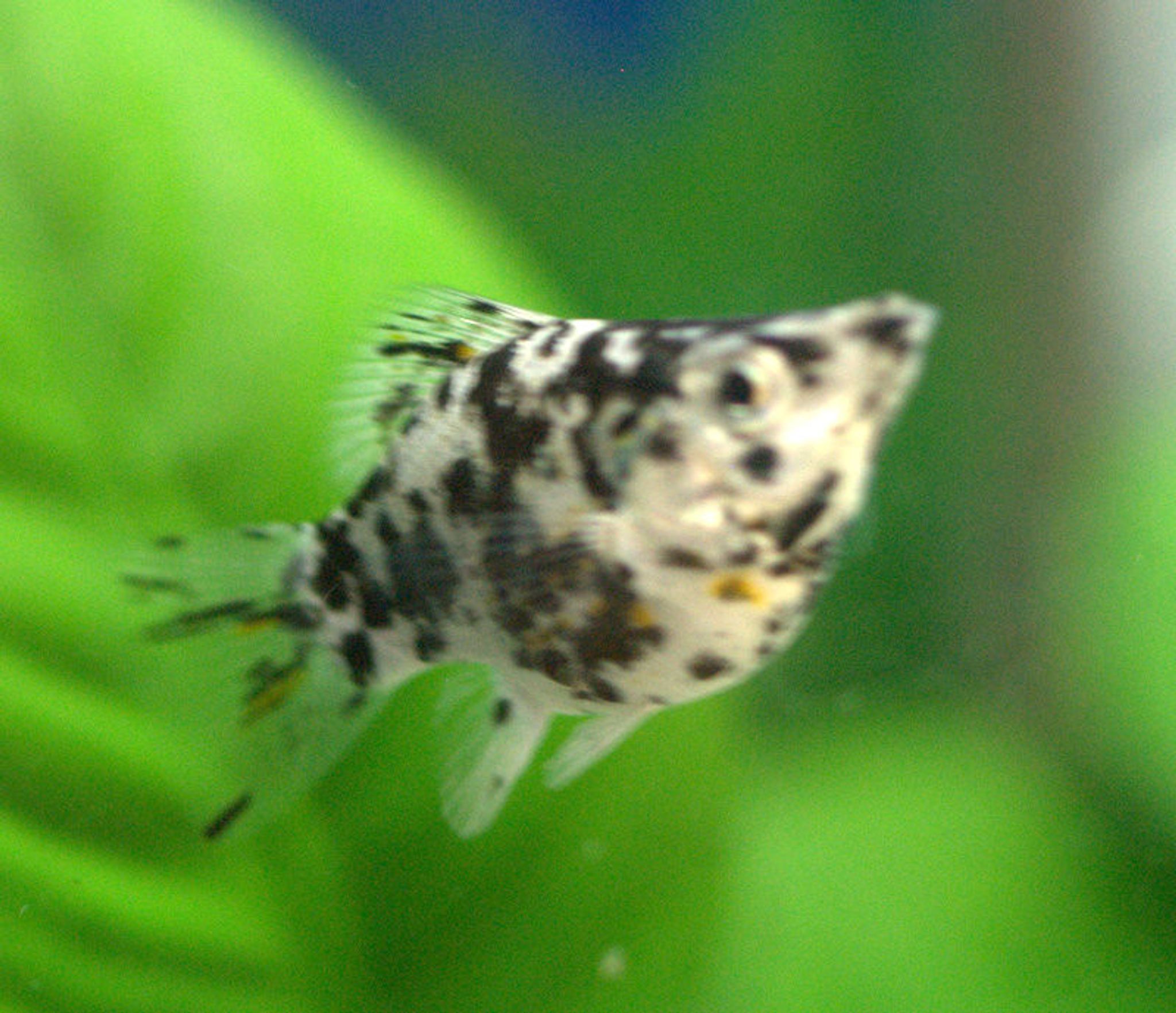 Dalmatian Balloon Molly