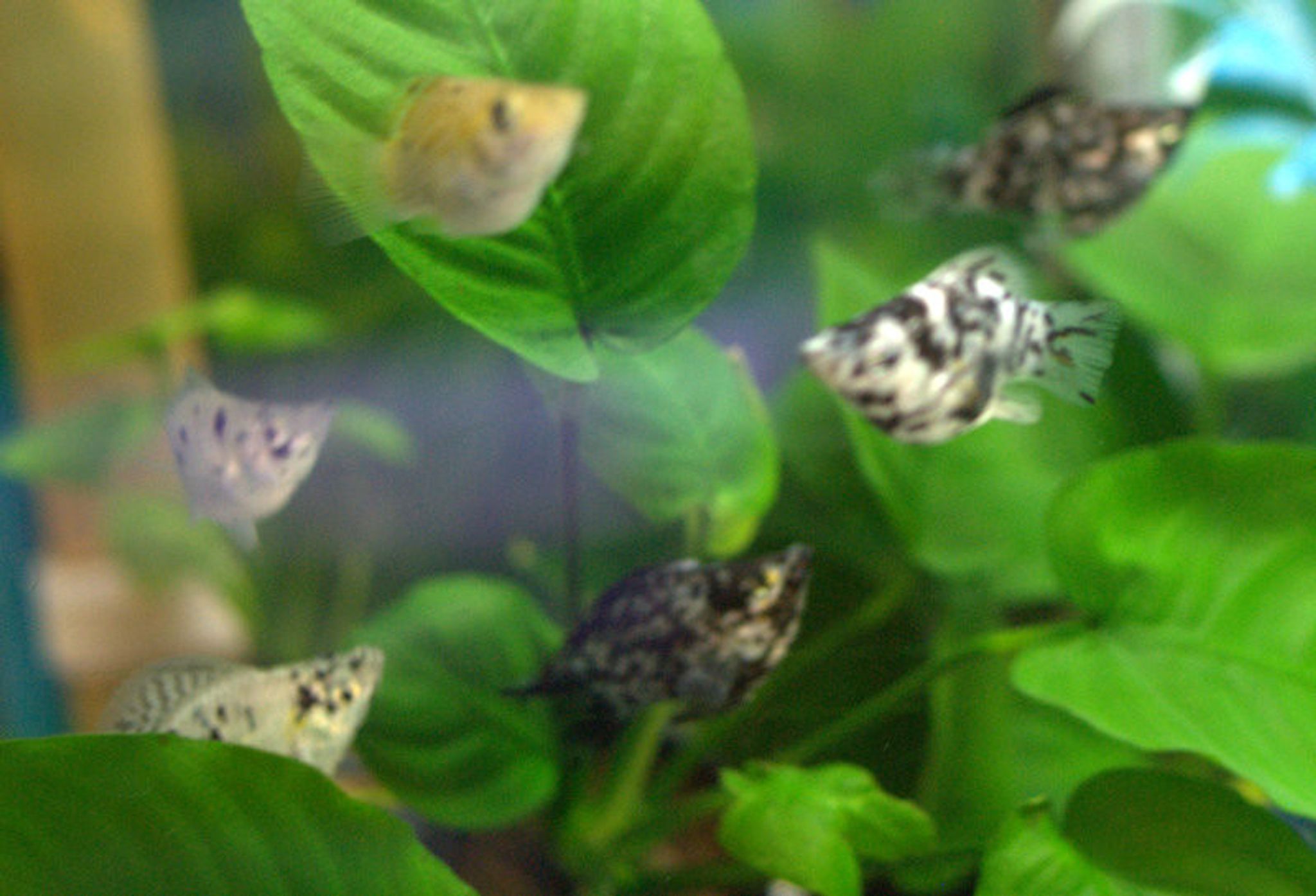 Dalmatian Balloon Molly