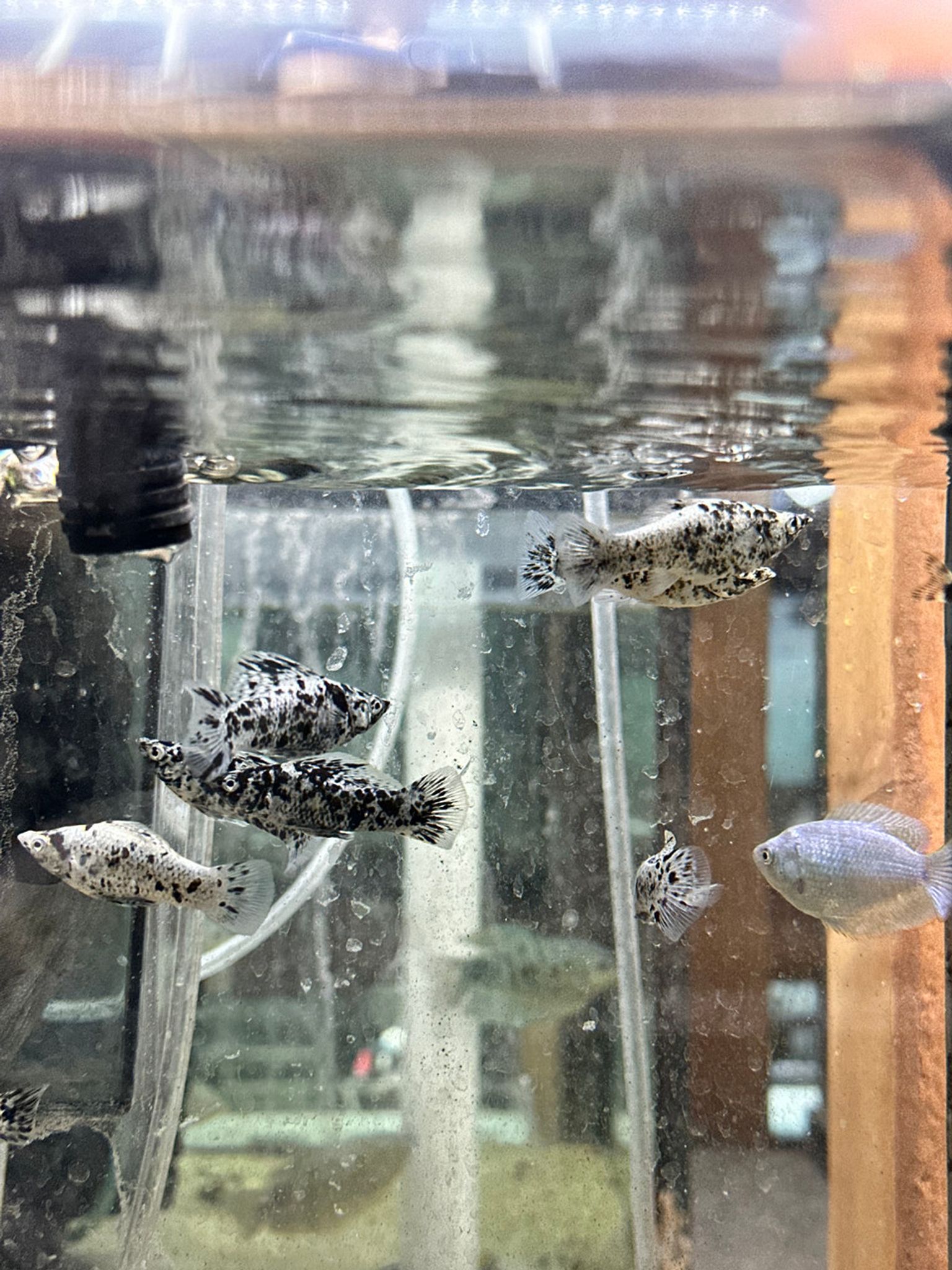 Dalmatian Molly