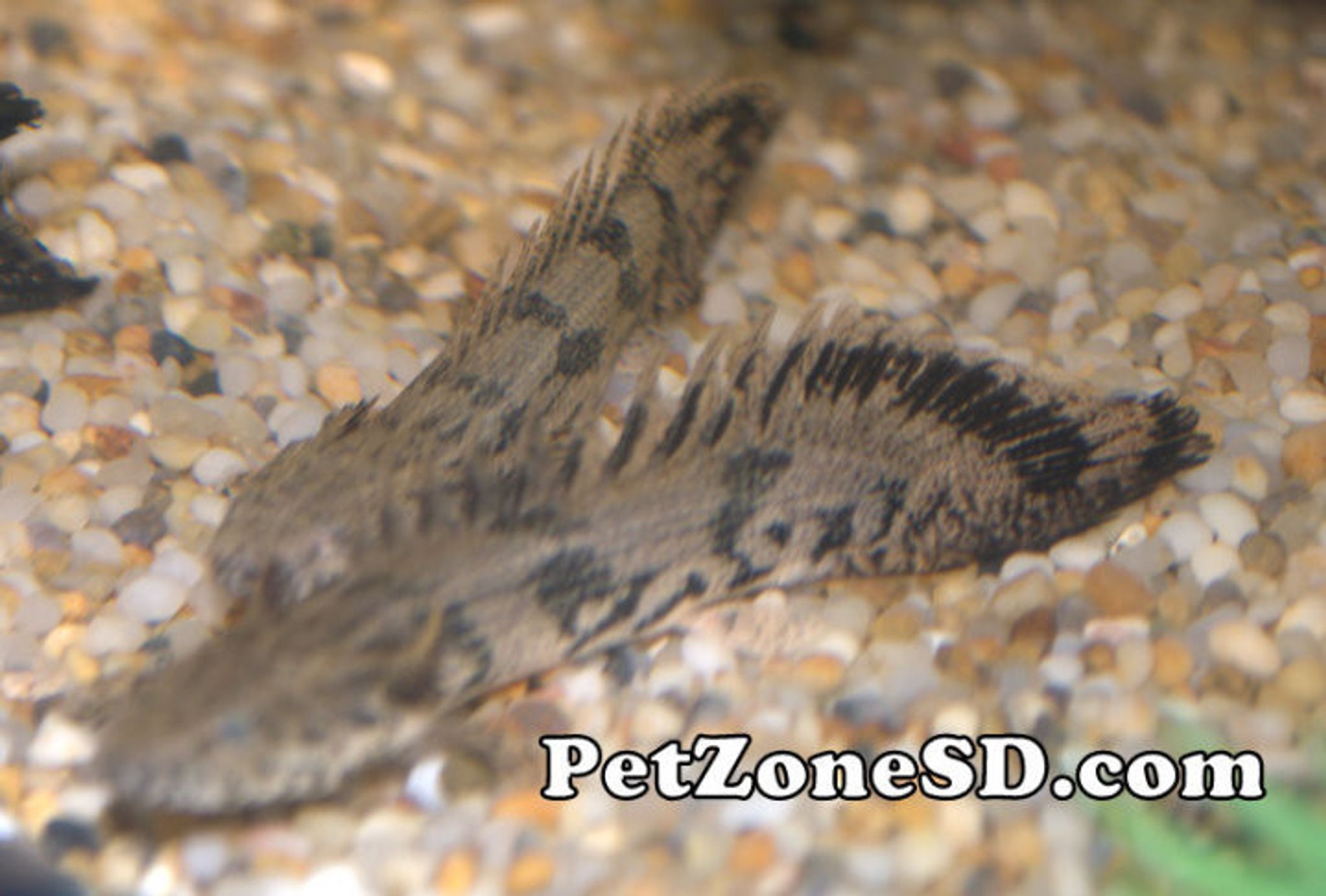 Delhezi Bichir