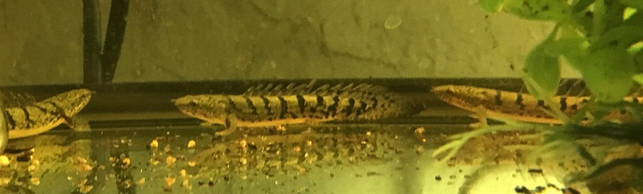 Delhezi Bichir