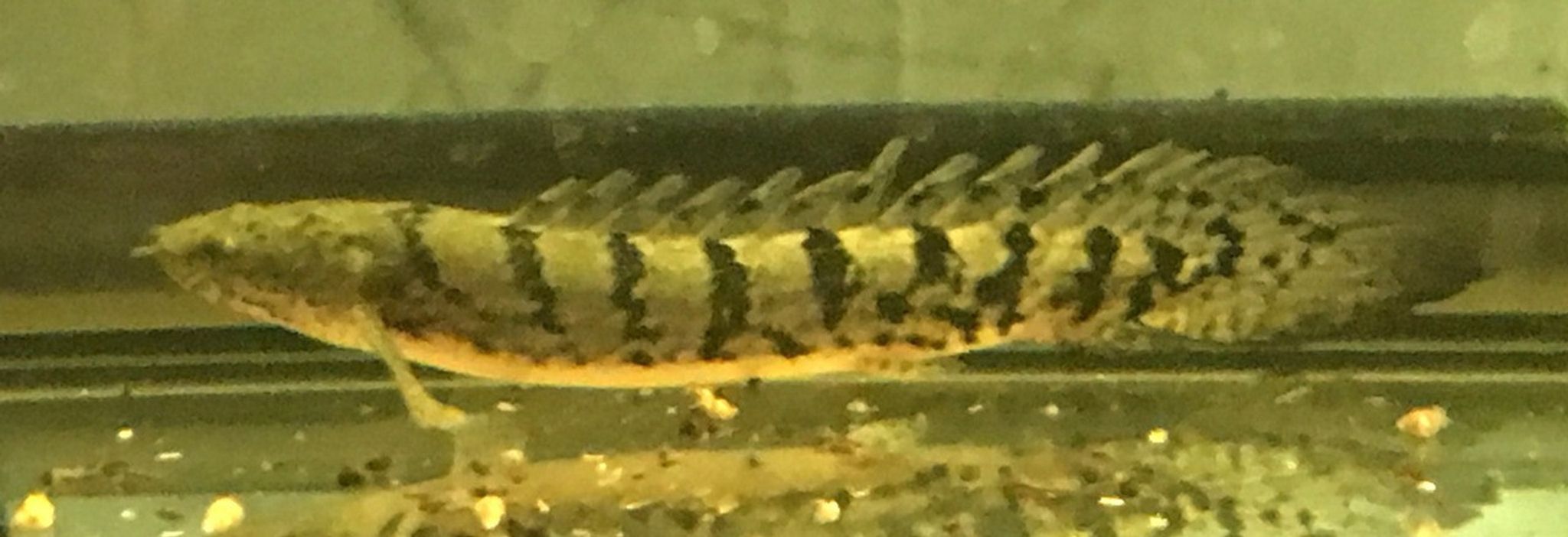 Delhezi Bichir