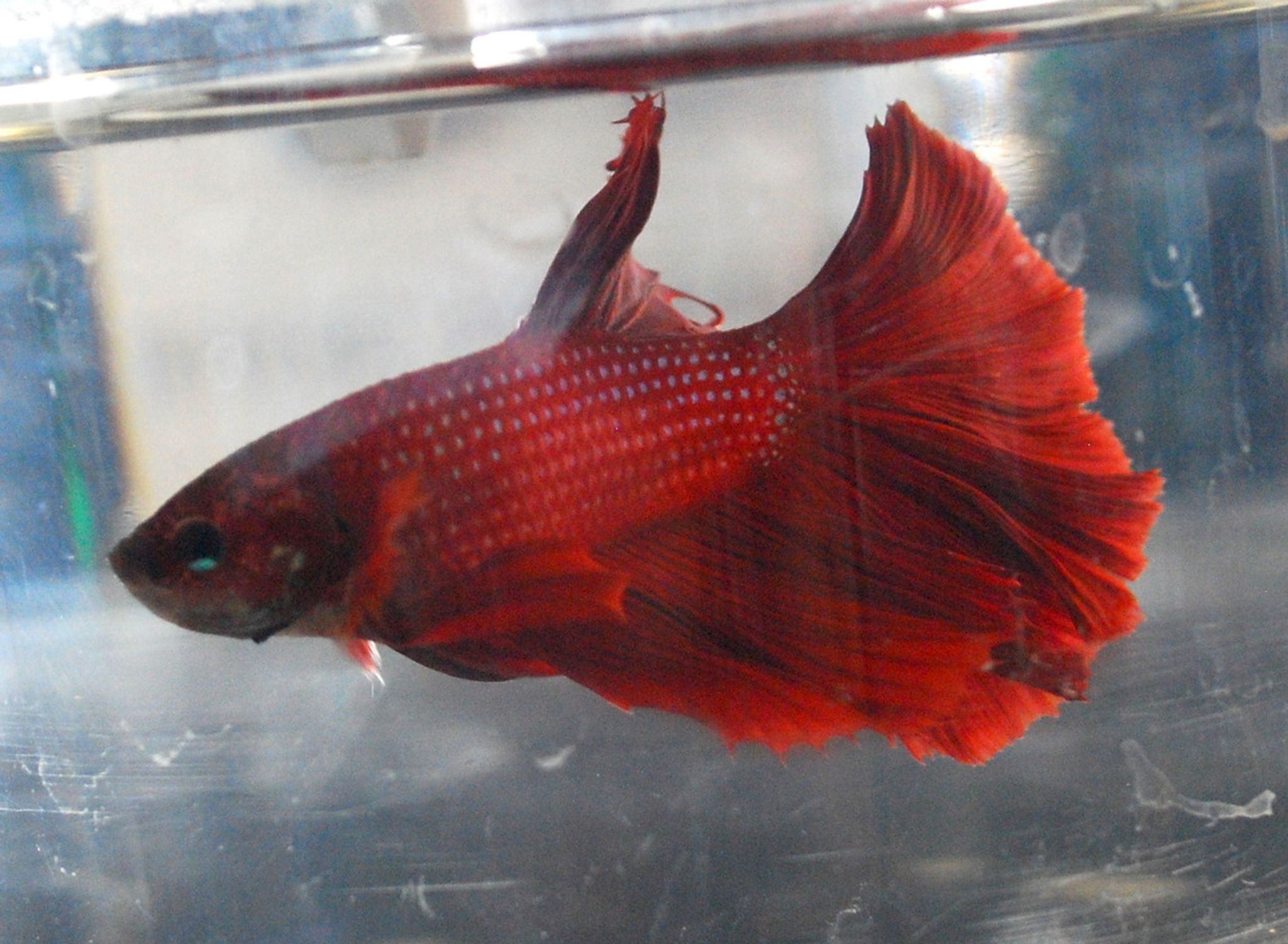 Delta Tail Betta