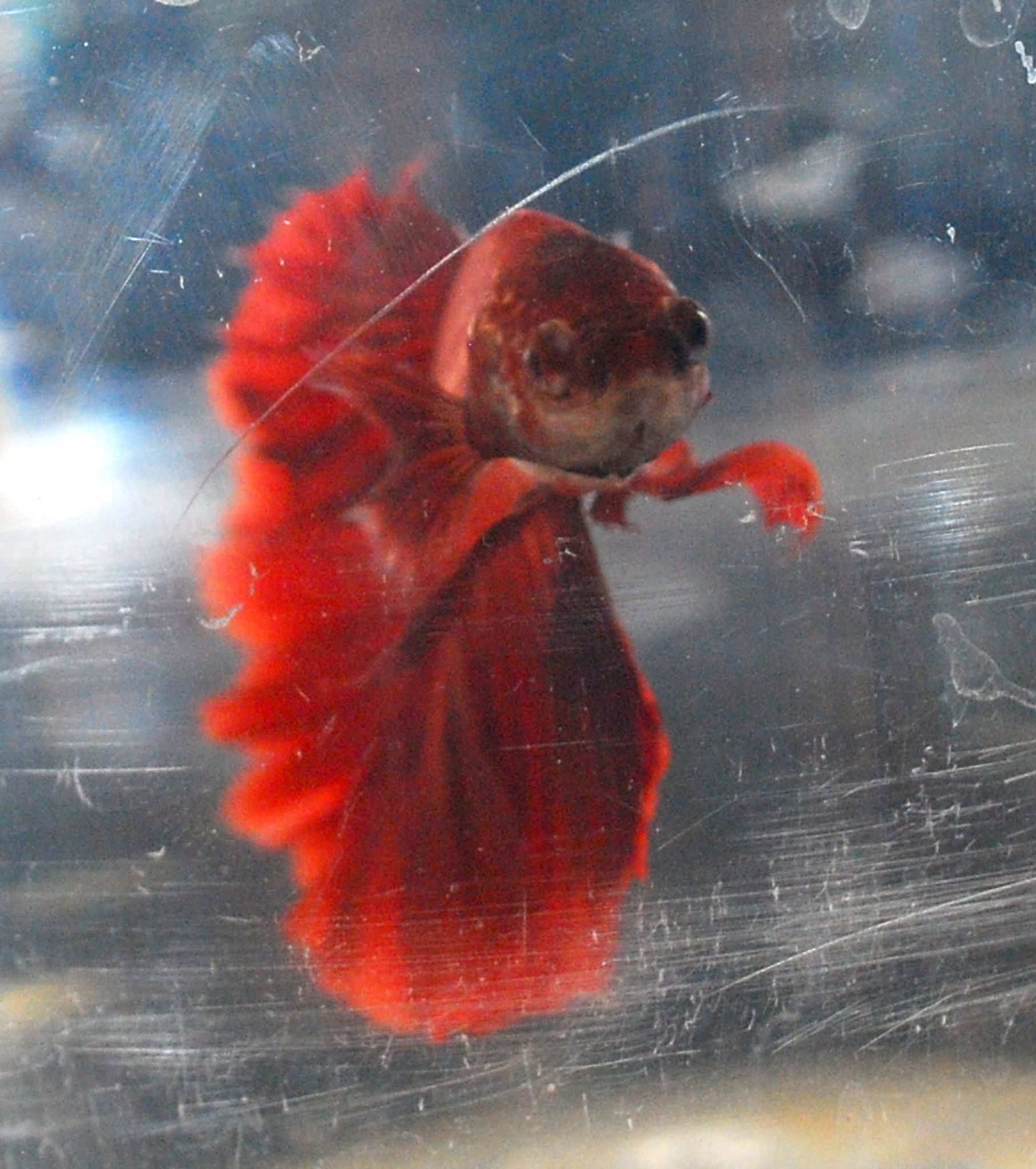 Delta Tail Betta