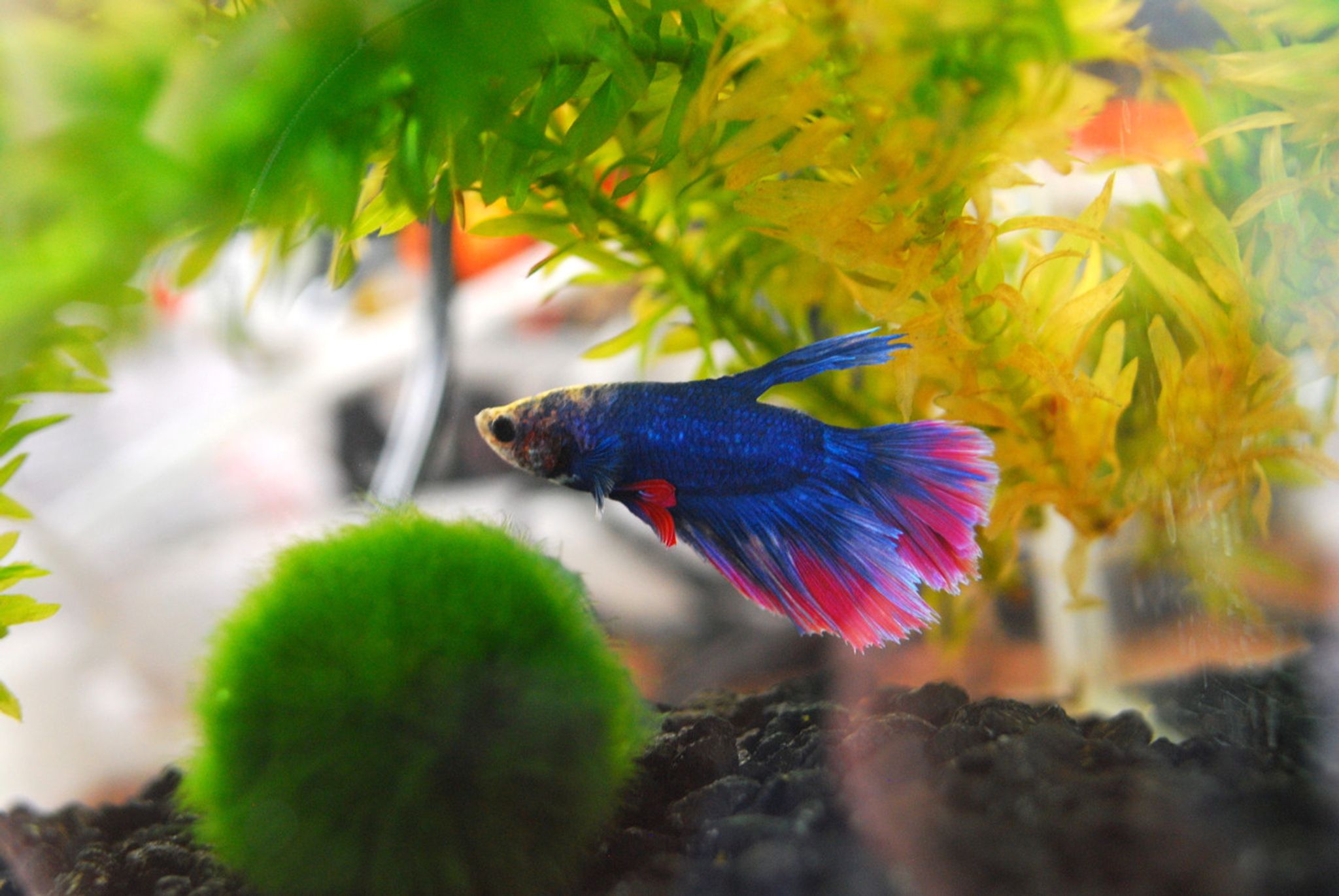 Delta Tail Betta