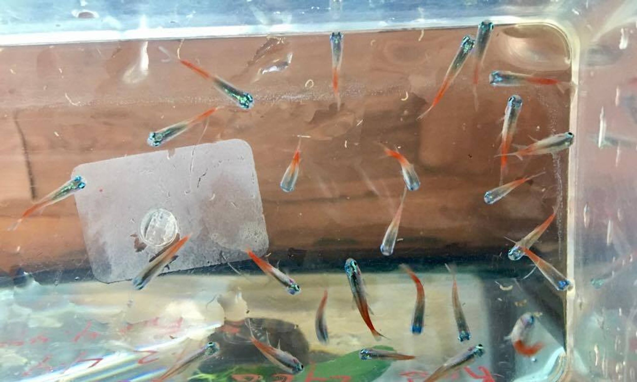Diamond Head Neon Tetra