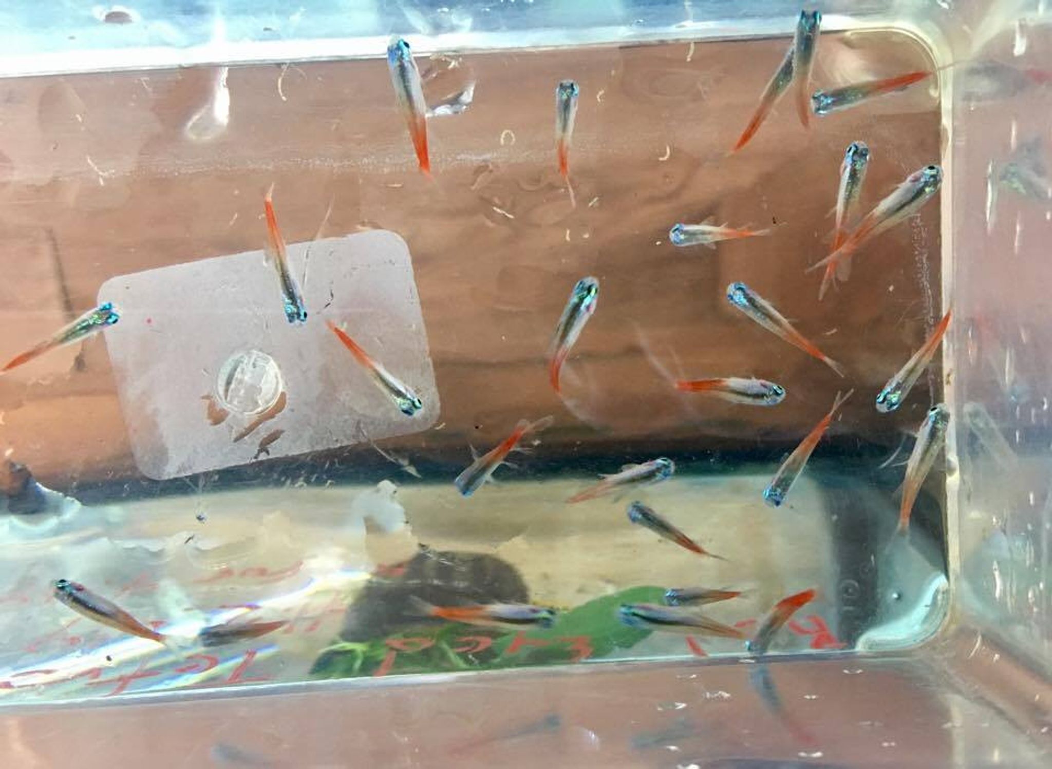 Diamond Head Neon Tetra