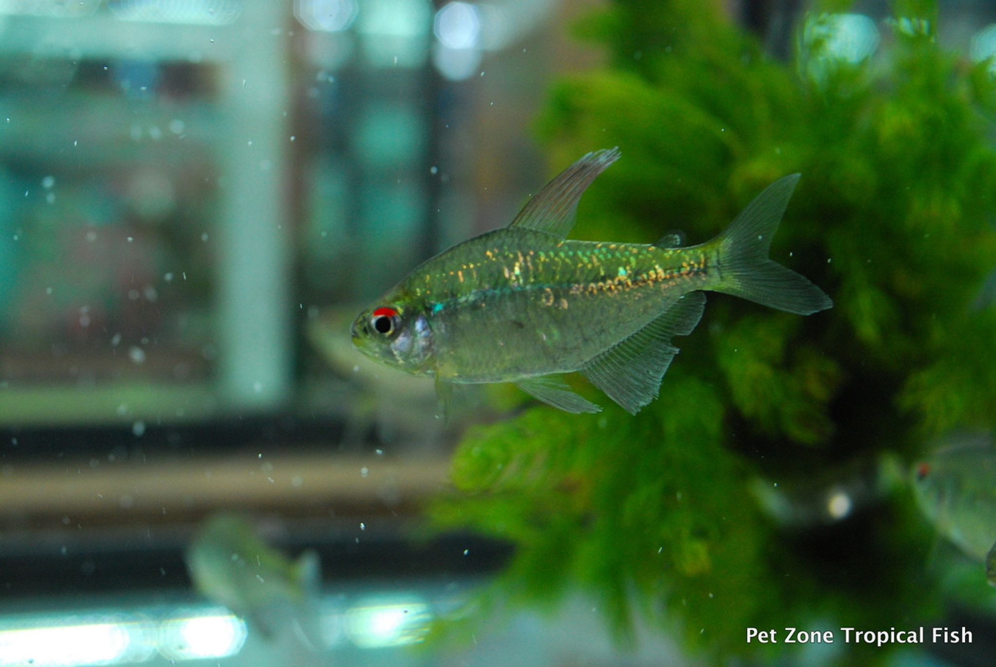 Diamond Tetra