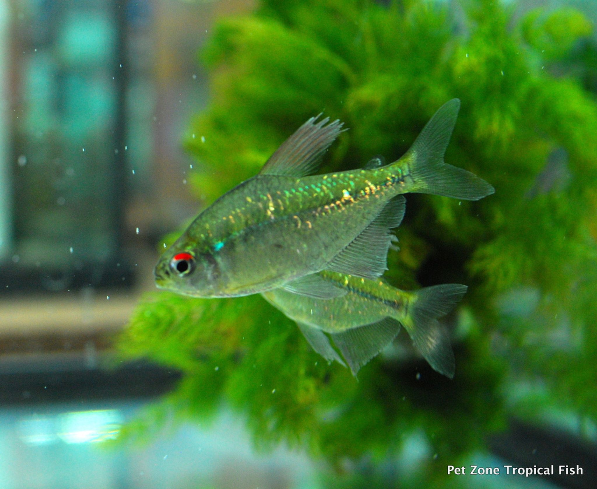 Diamond Tetra