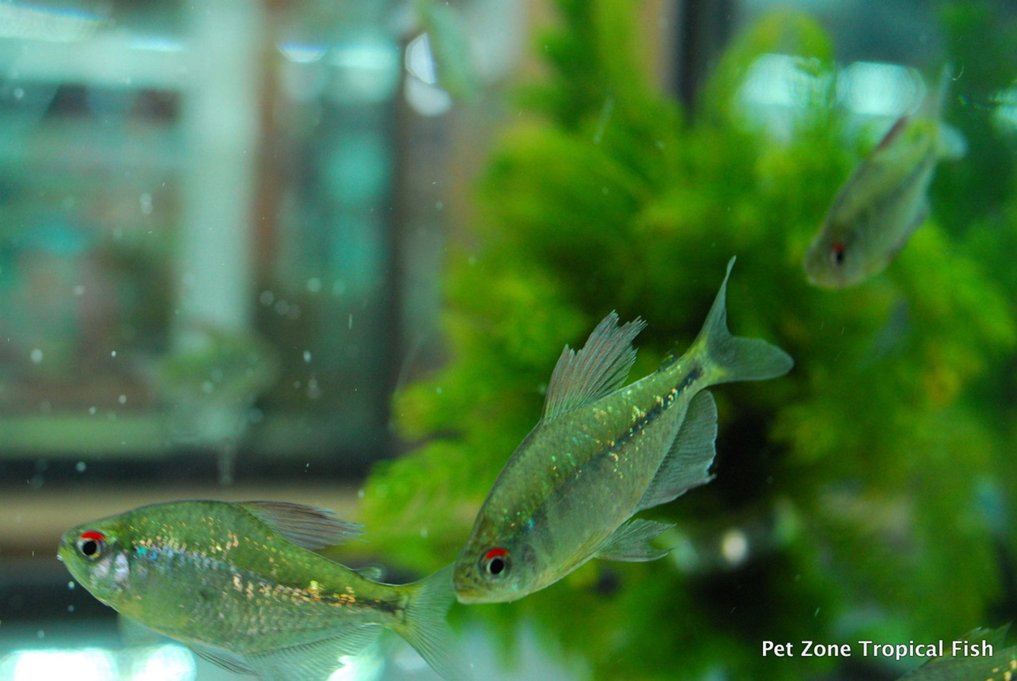 Diamond Tetra