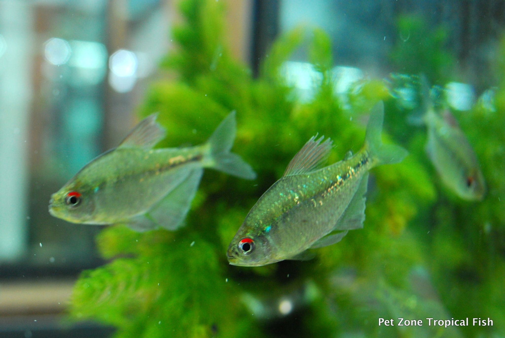 Diamond Tetra
