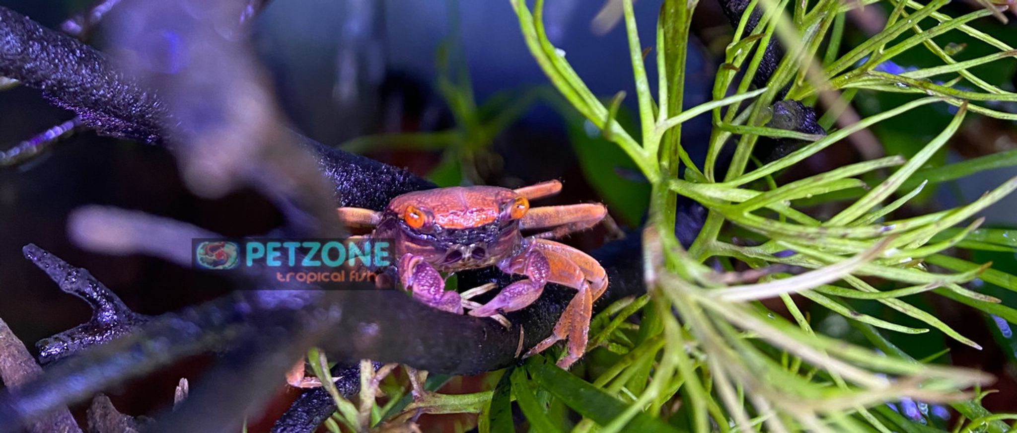 Disco Vampire Crab