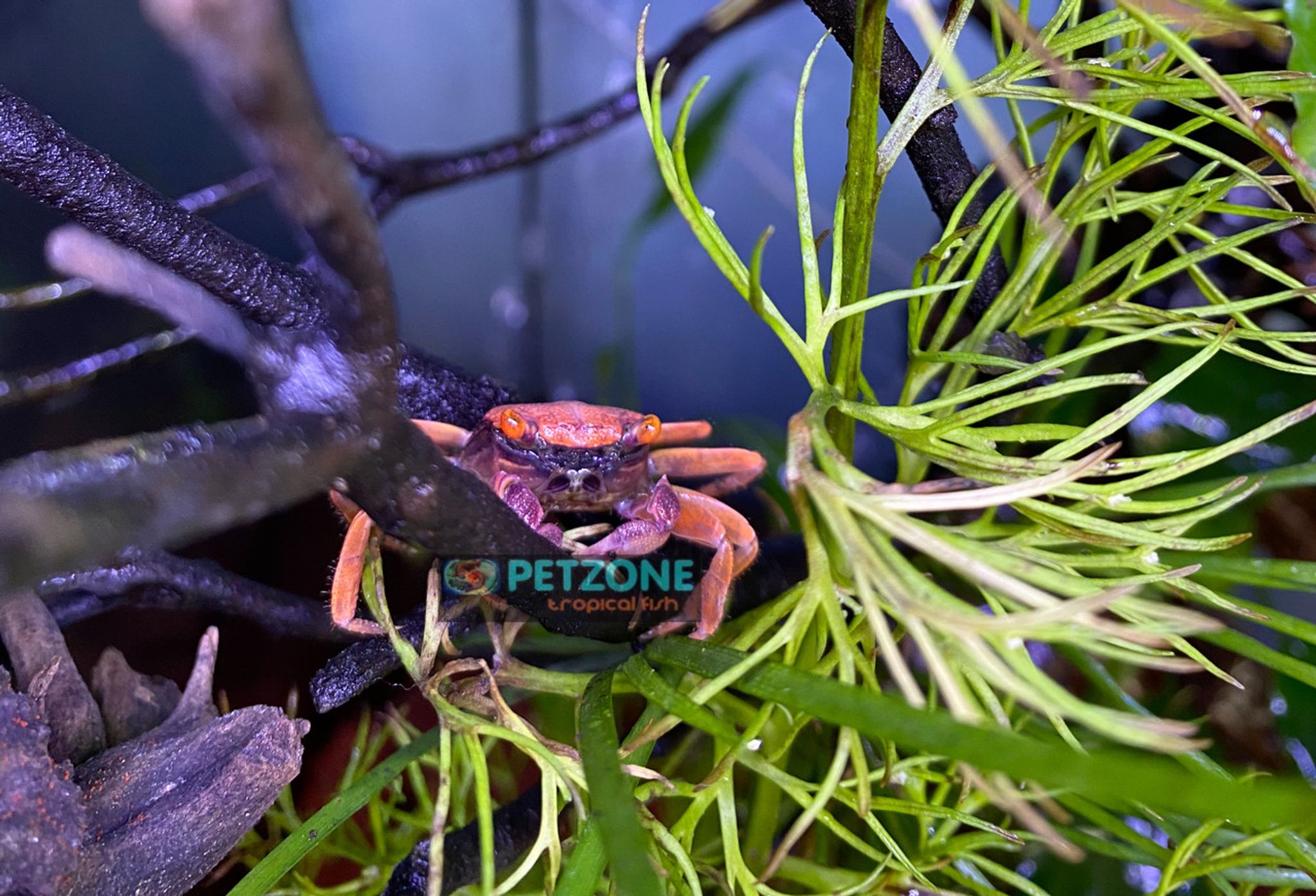 Disco Vampire Crab
