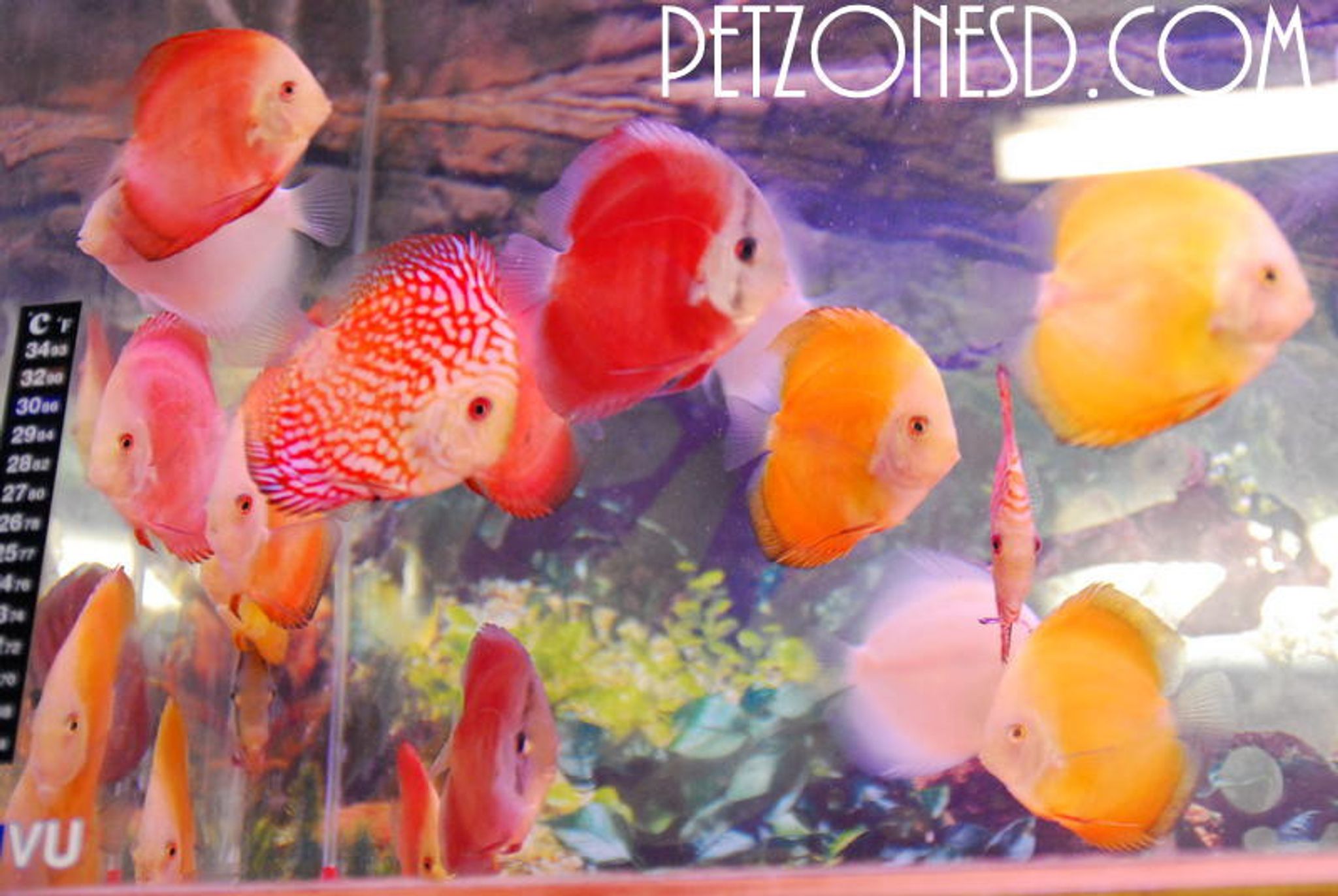 Discus - Assorted - Medium