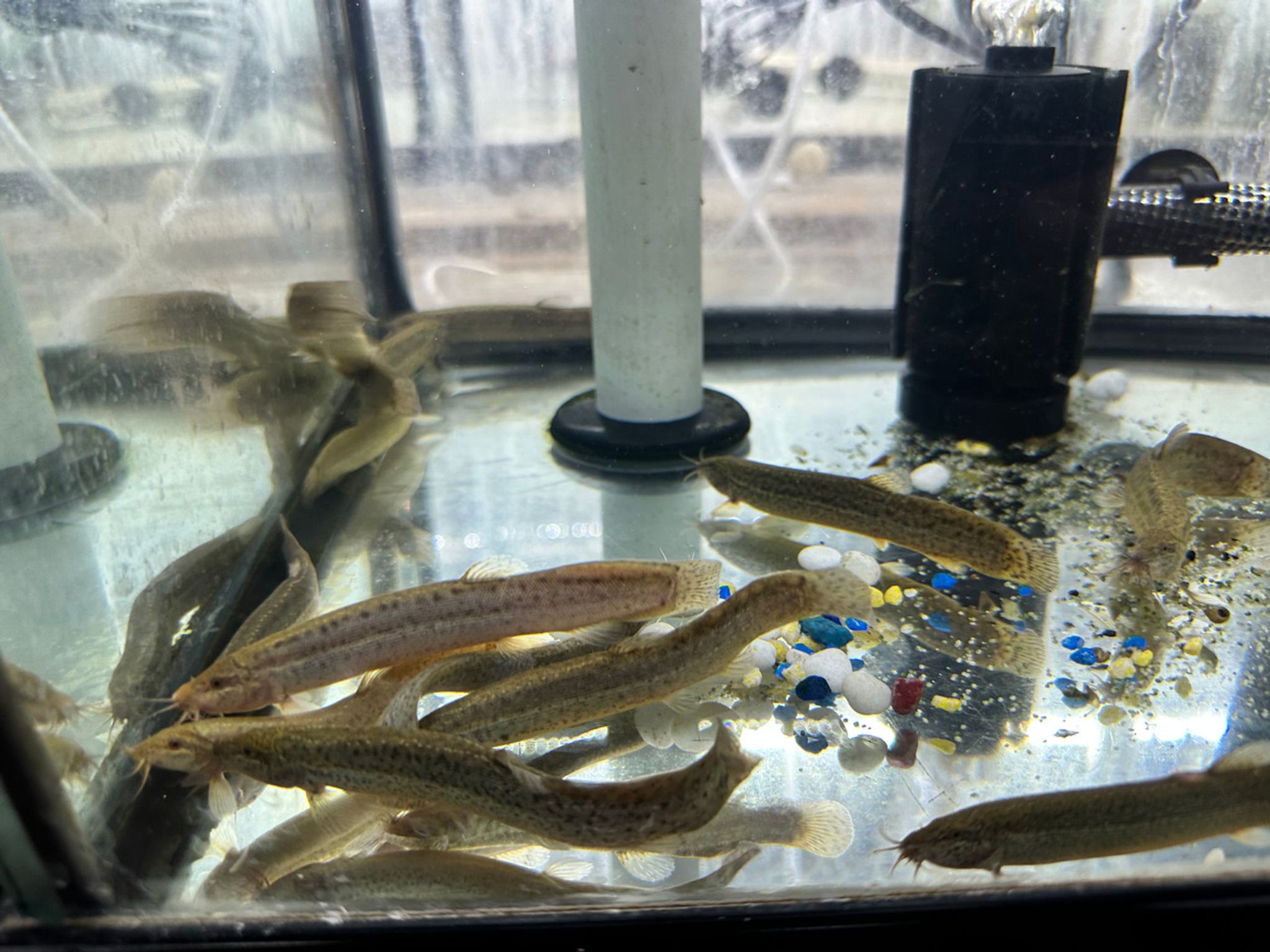 Dojo Loach