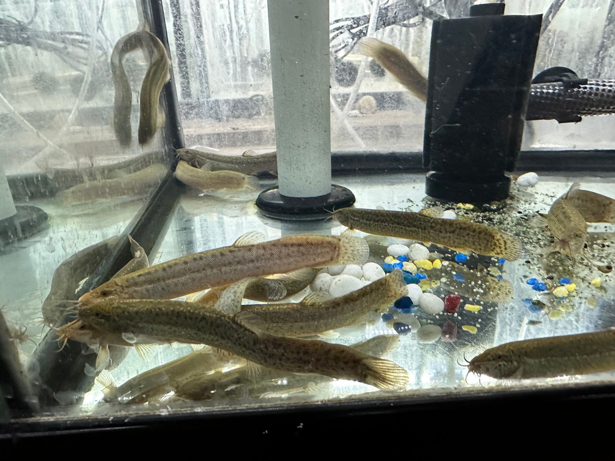 Dojo Loach
