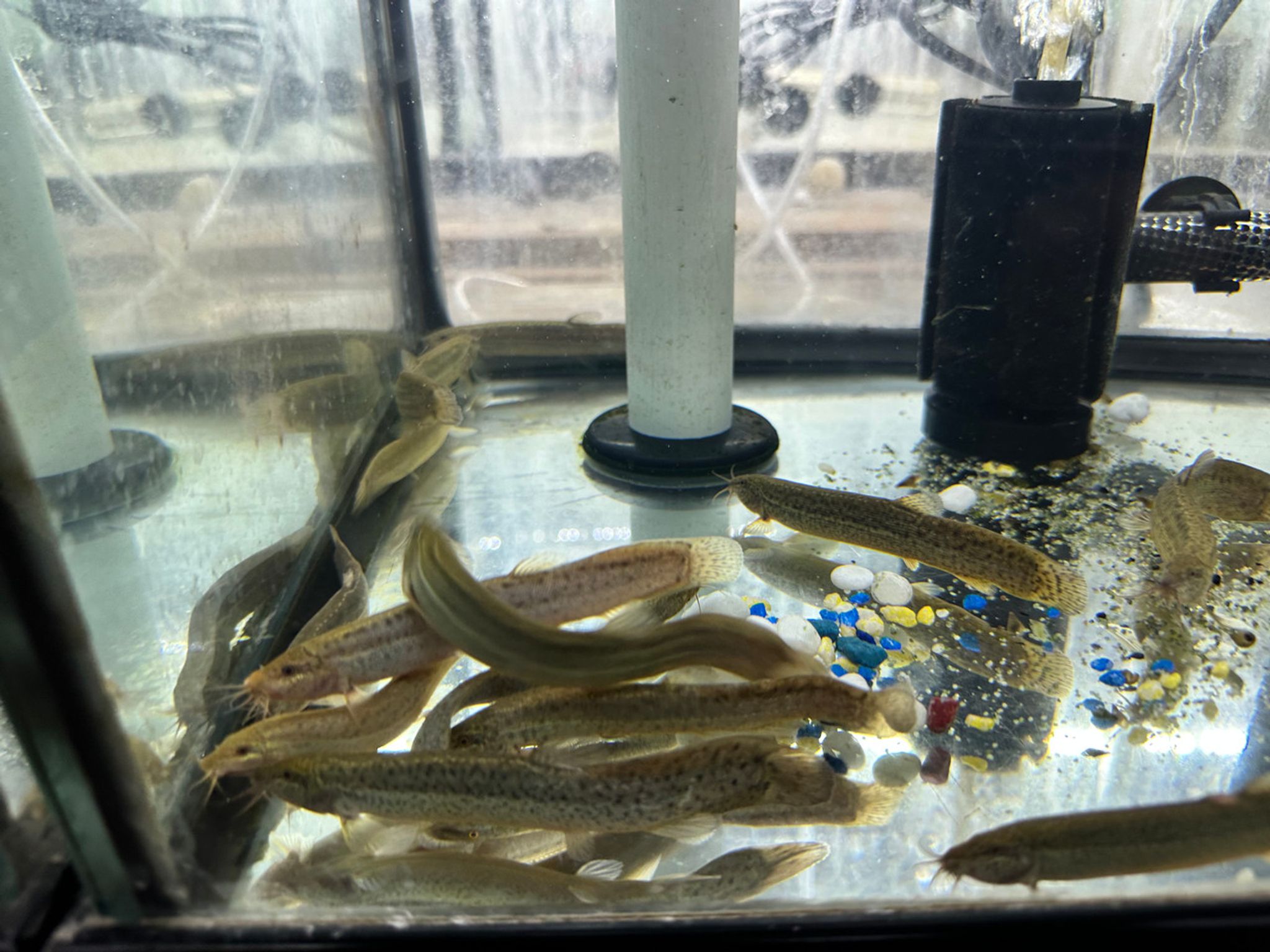 Dojo Loach