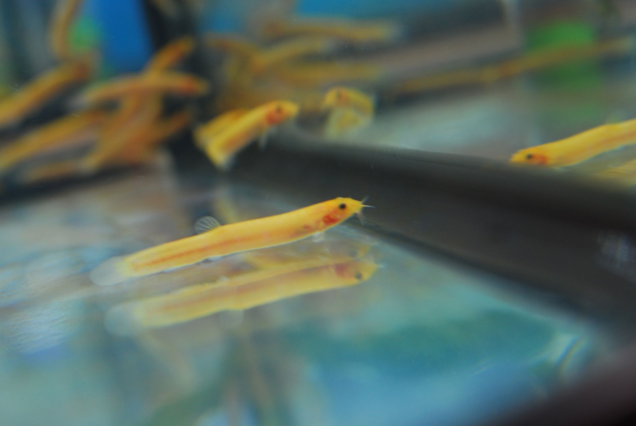 Dojo Loach