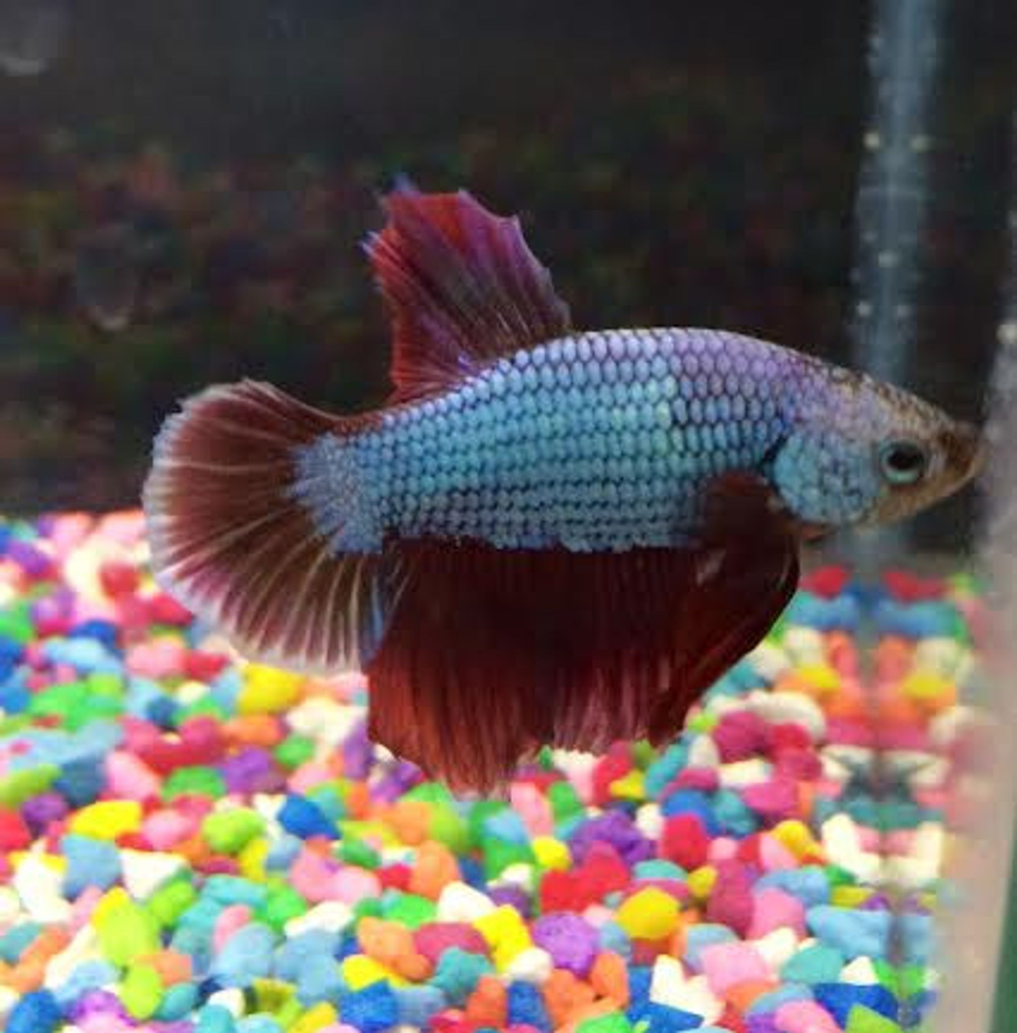 Dragon Scale Plakat Betta