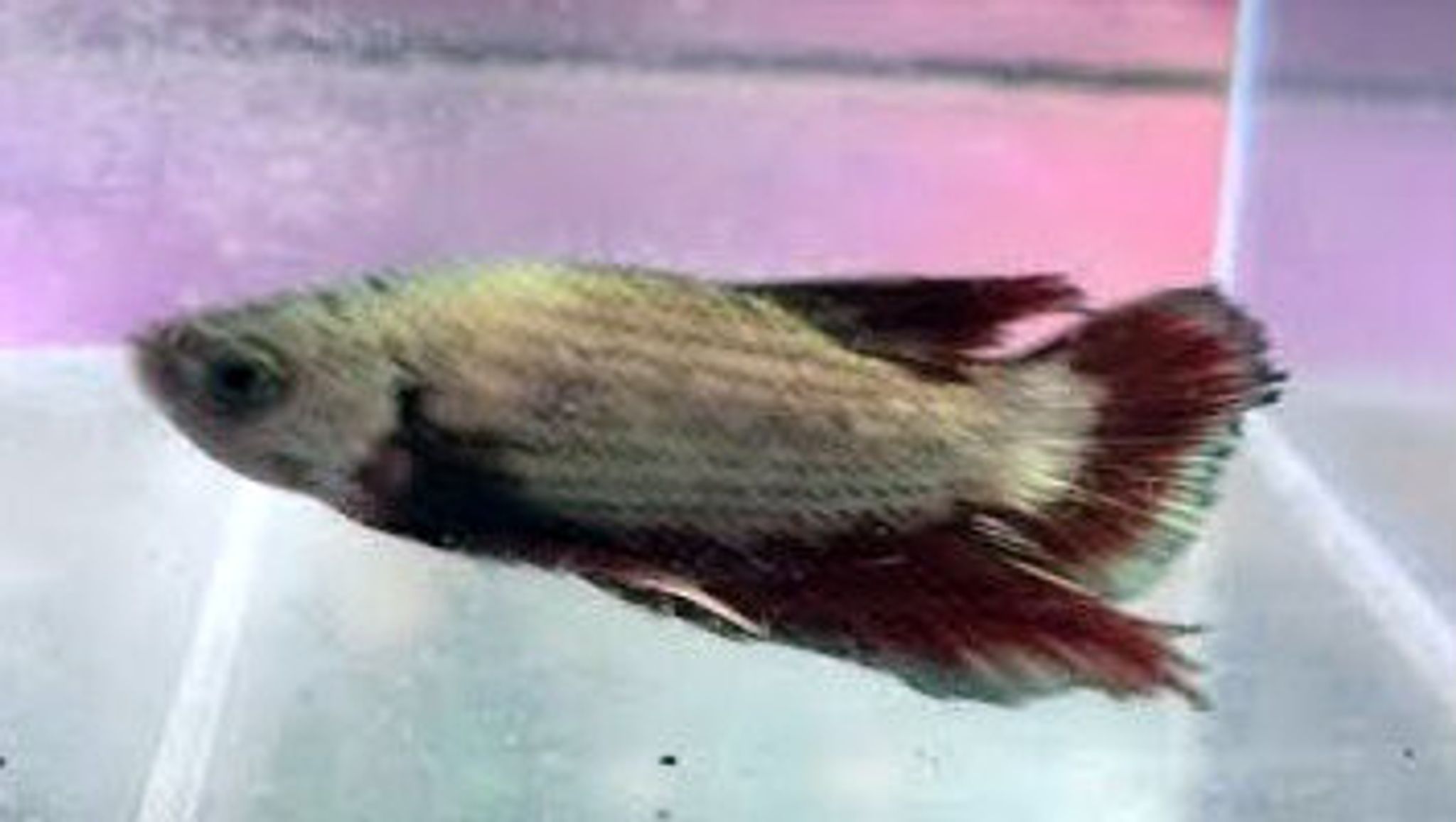 Dragon Scale Plakat Betta